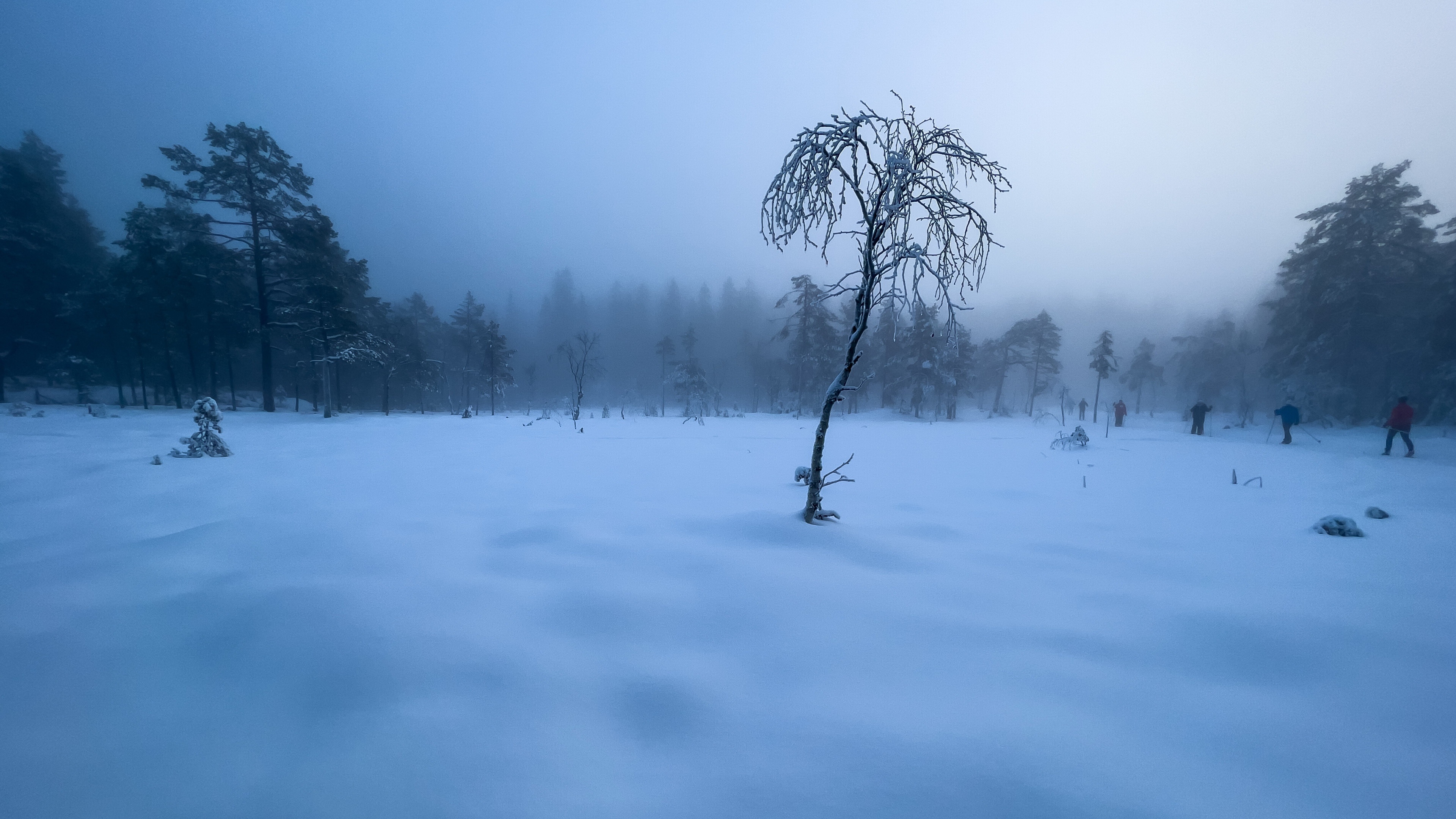 4K winter landscape with skiers in a snowy forest HD Wallpaper