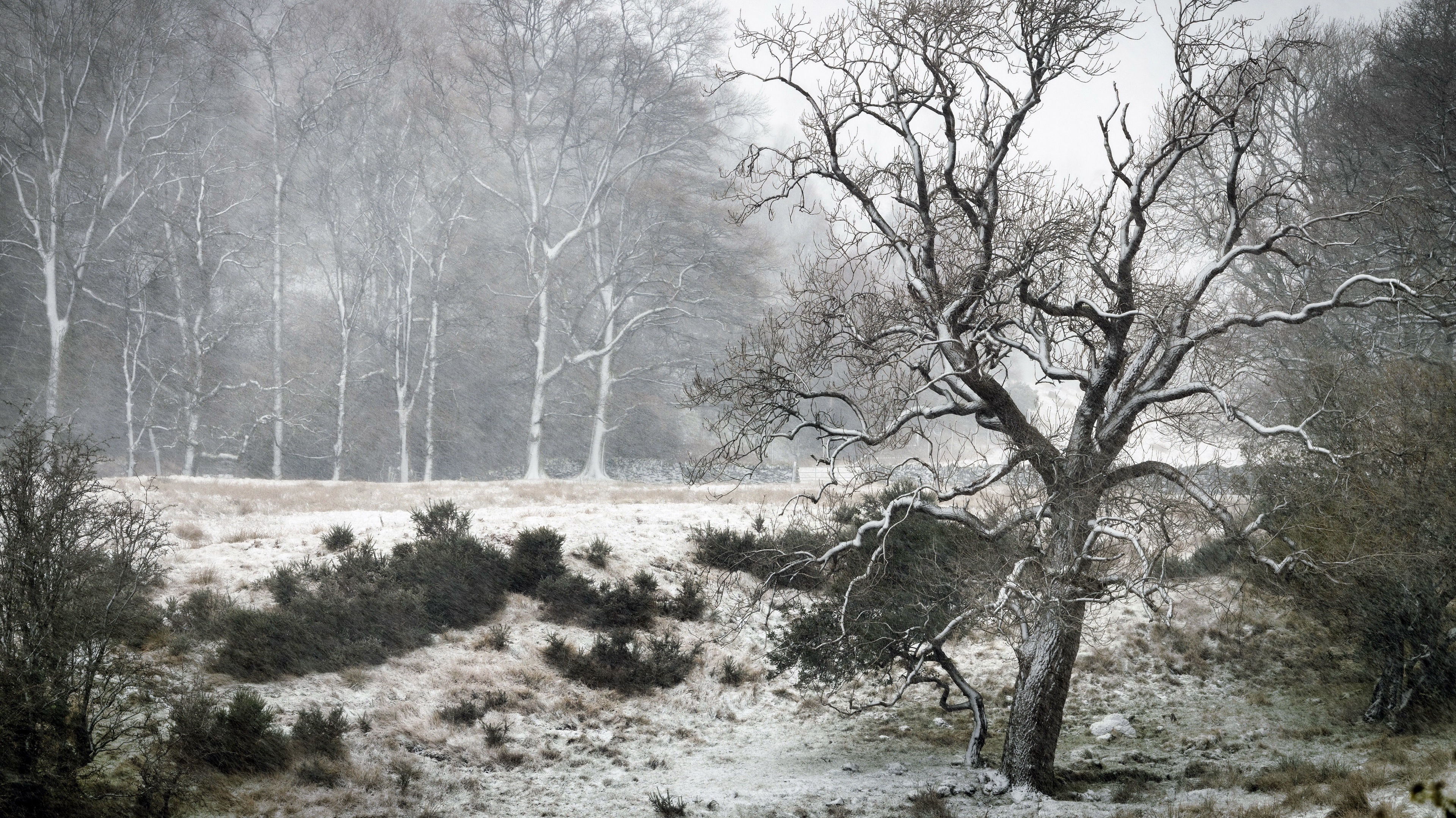 4K winter scene with bare trees and snow HD Wallpaper