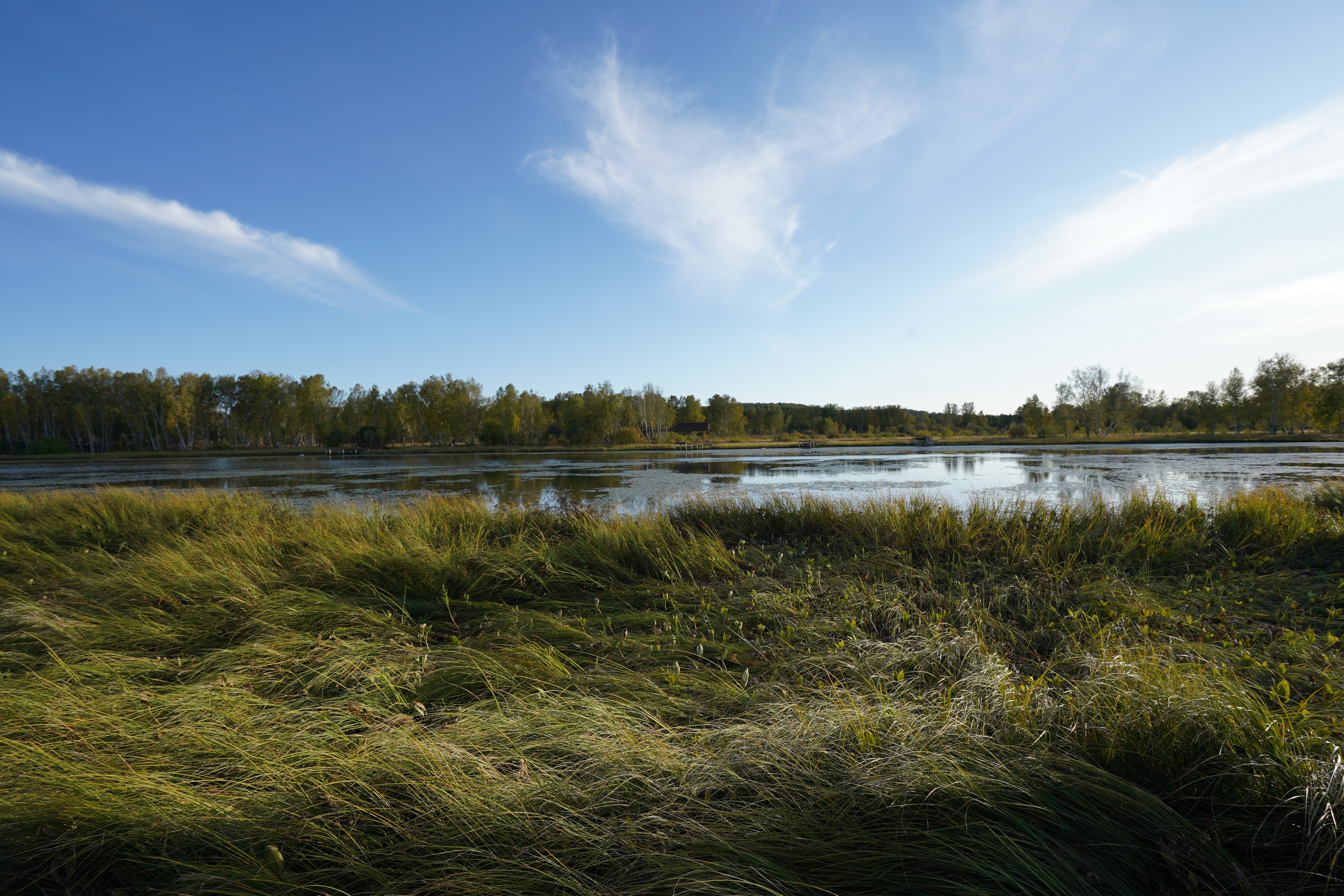 4K marsh landscape with trees and blue sky HD Wallpaper