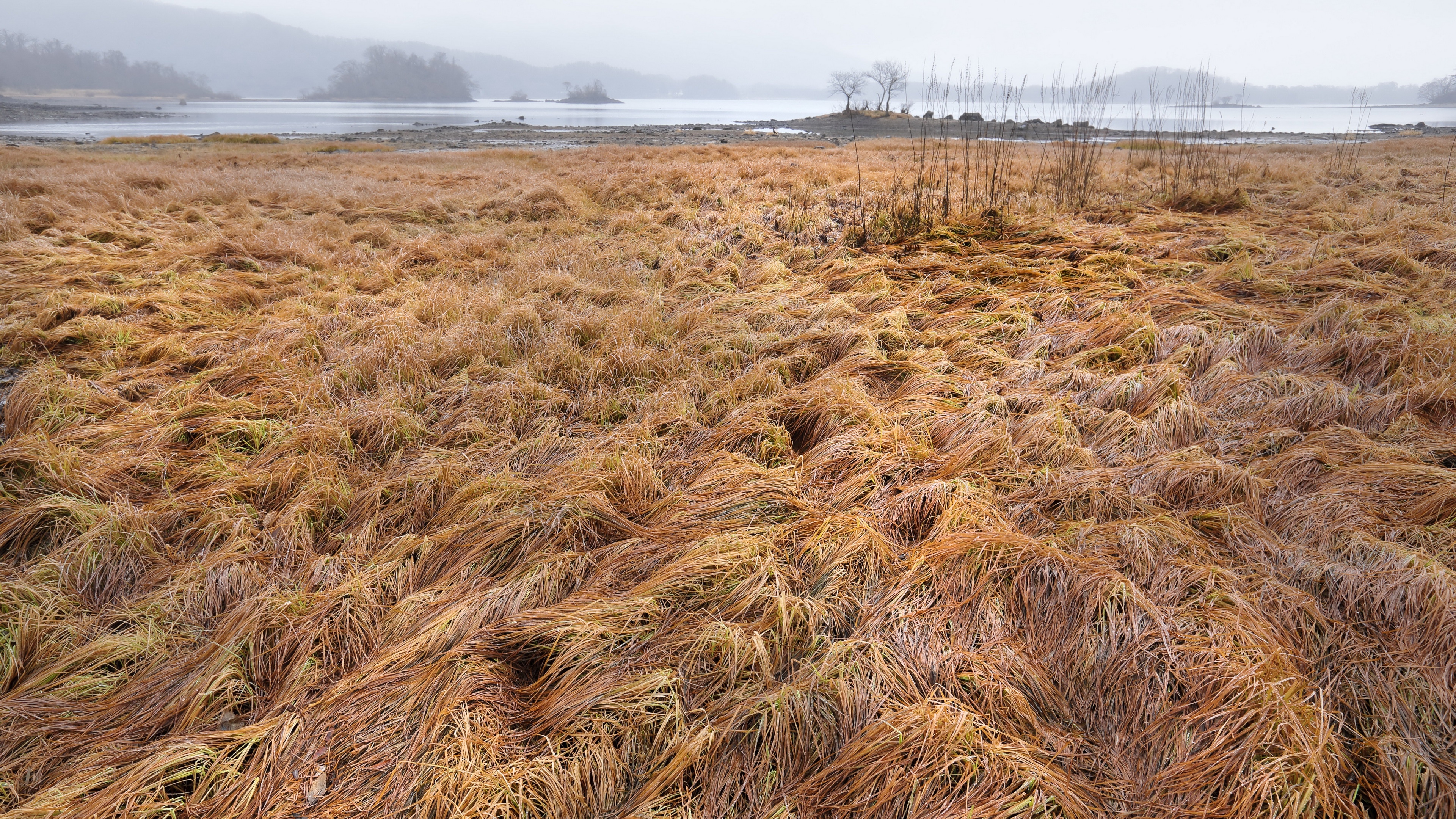 4K field of dry grass by the water HD Wallpaper