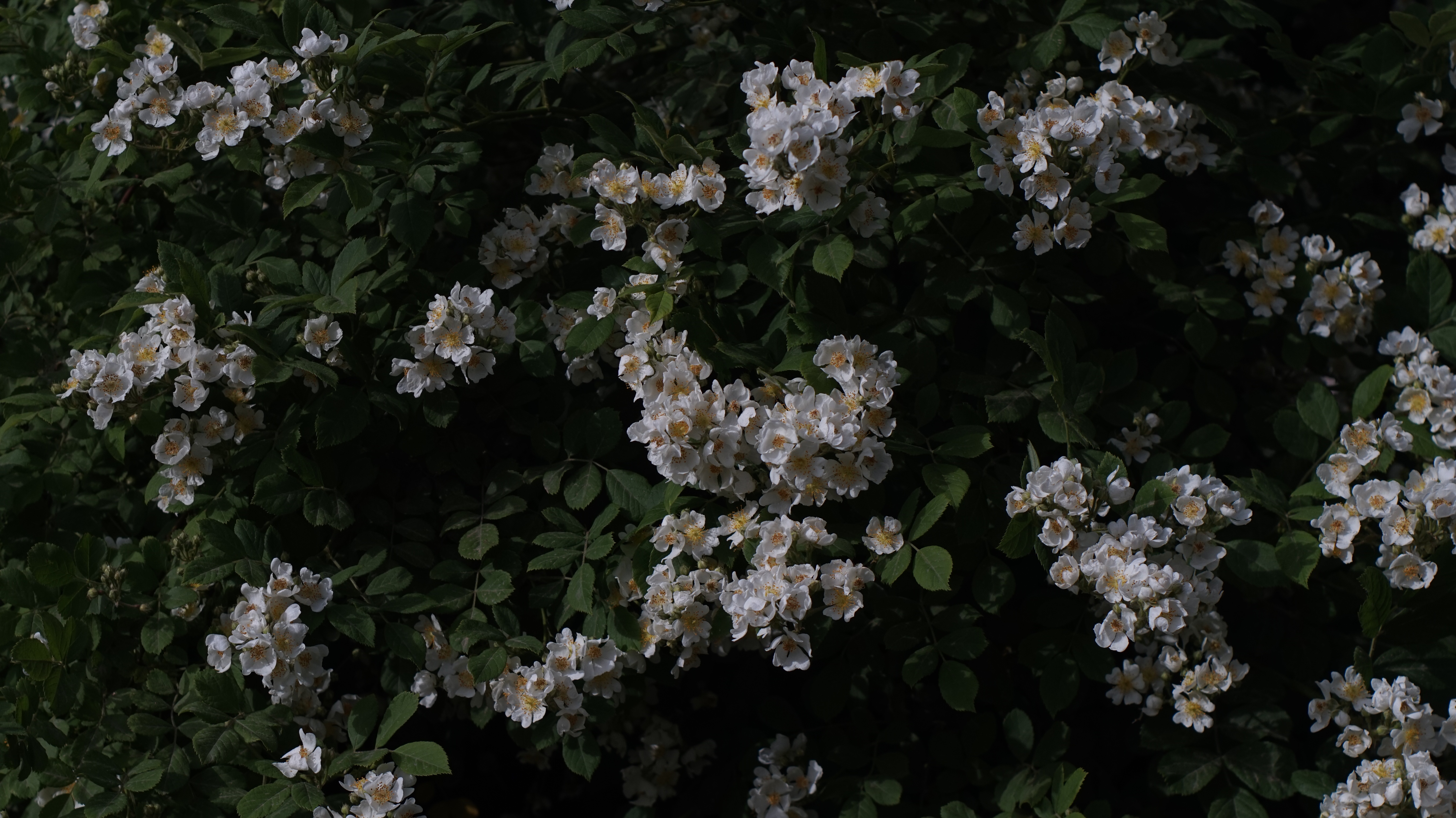4K white flowers on green plants HD Wallpaper