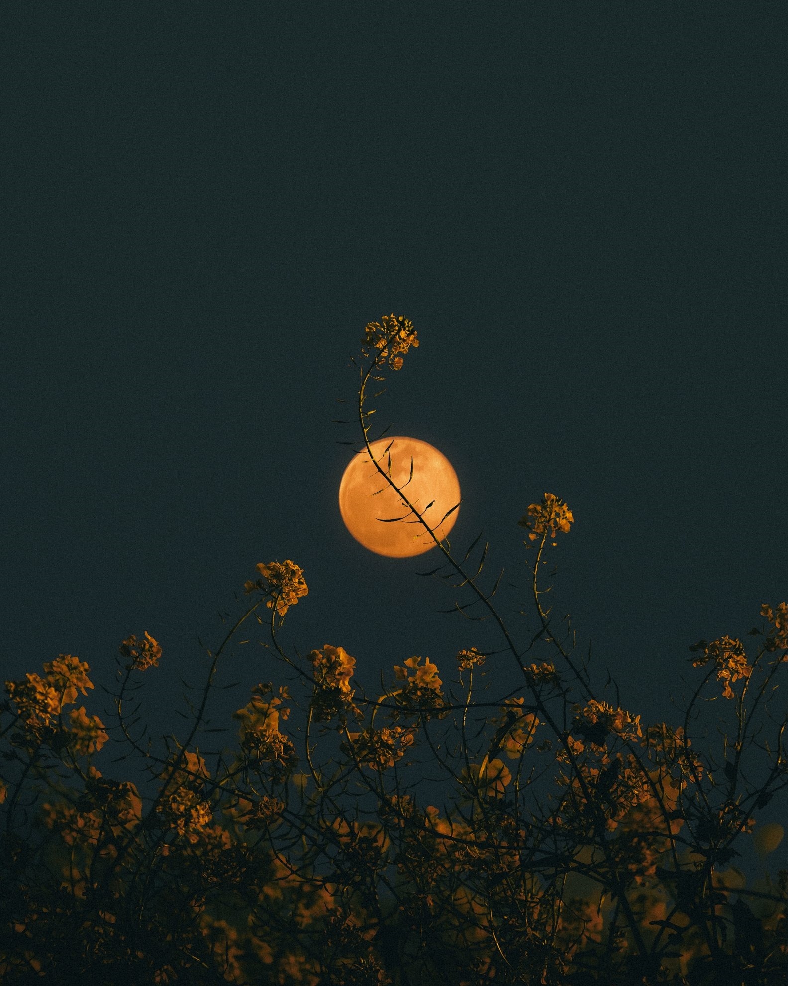 Full moon behind yellow flowers at night HD Phone Wallpaper