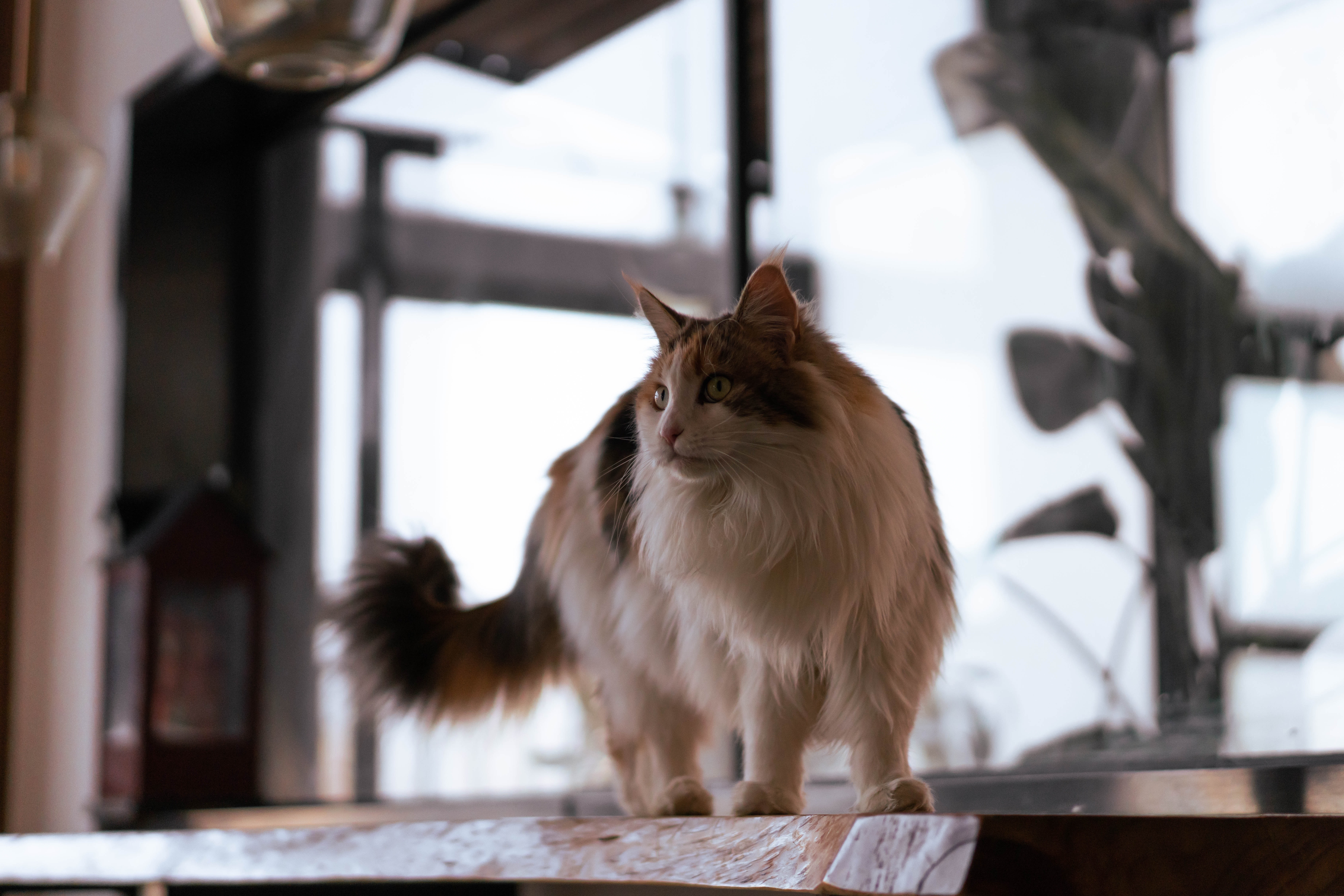 4K fluffy cat with brown and white fur HD Wallpaper
