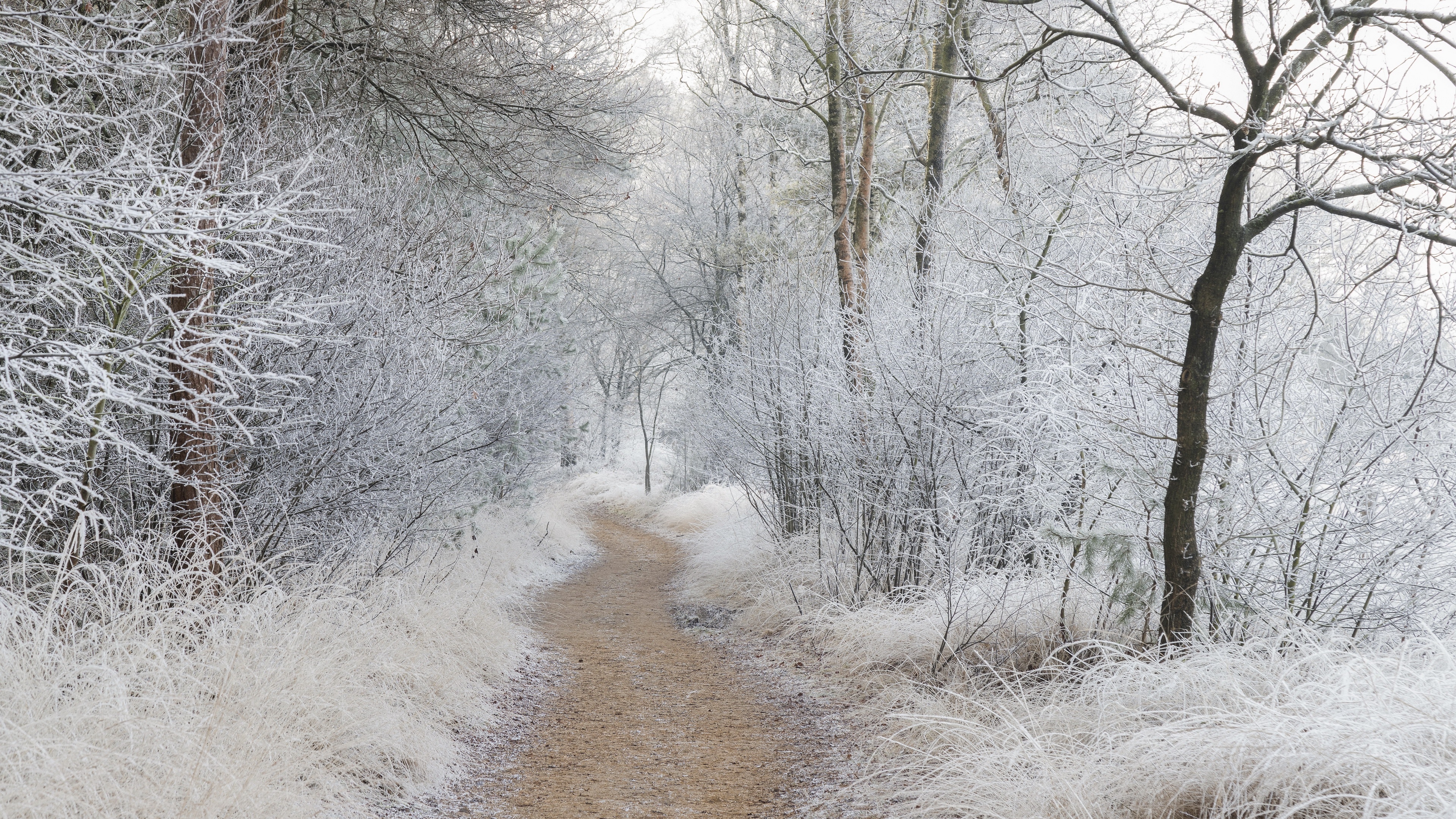 Frosty pathway through a winter forest HD Wallpaper