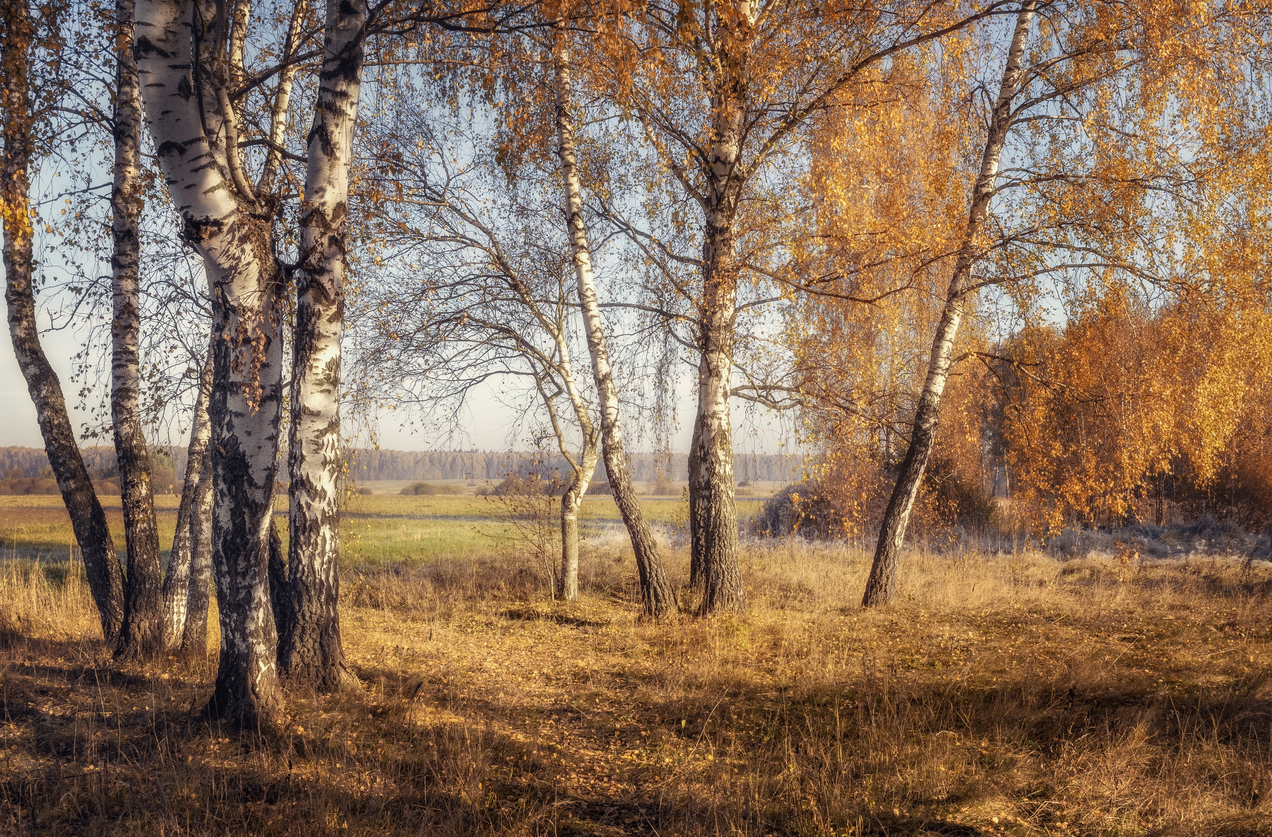 Birch trees in a field during autumn HD Wallpaper