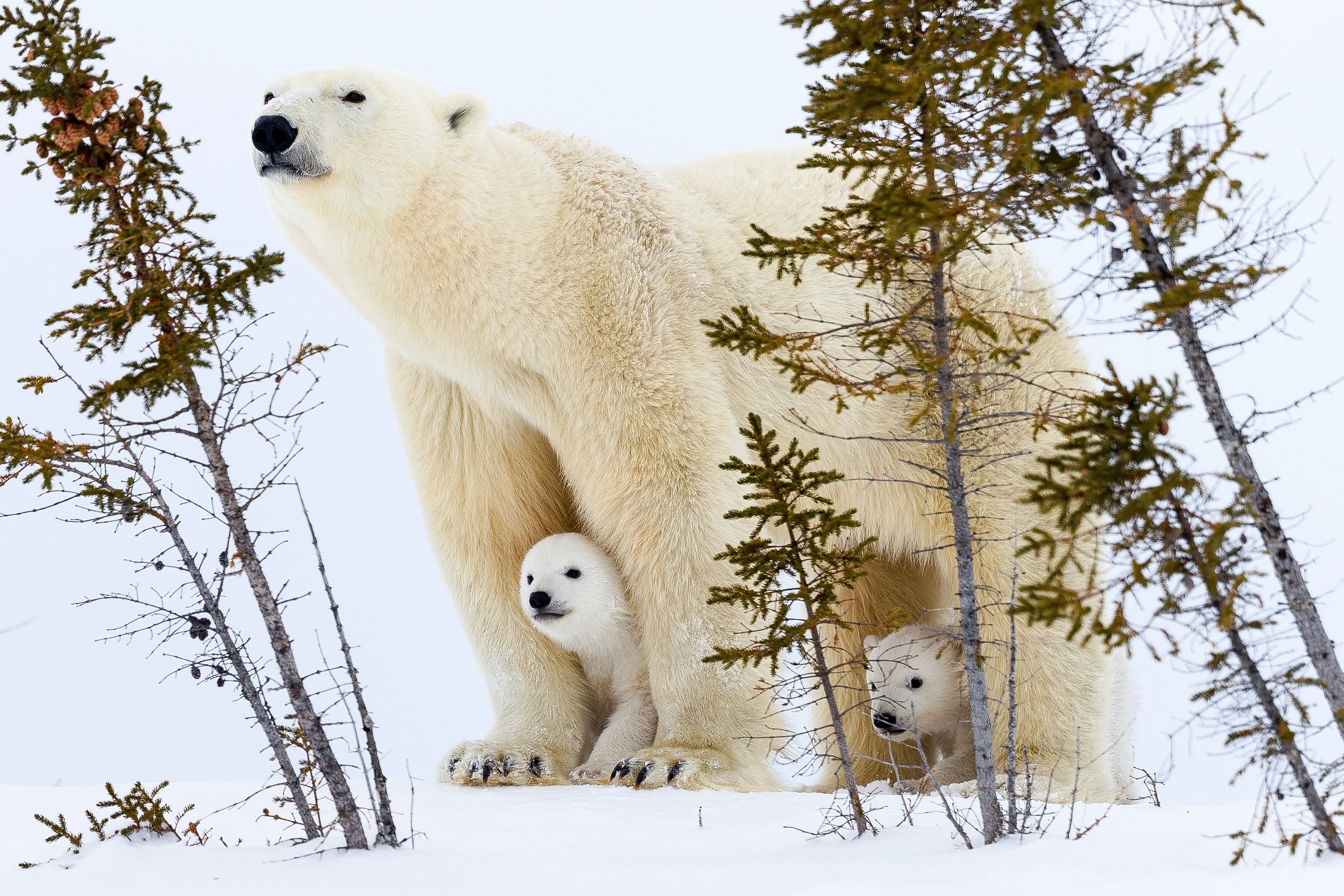 Polar bear mother with two cubs in the snow HD Wallpaper