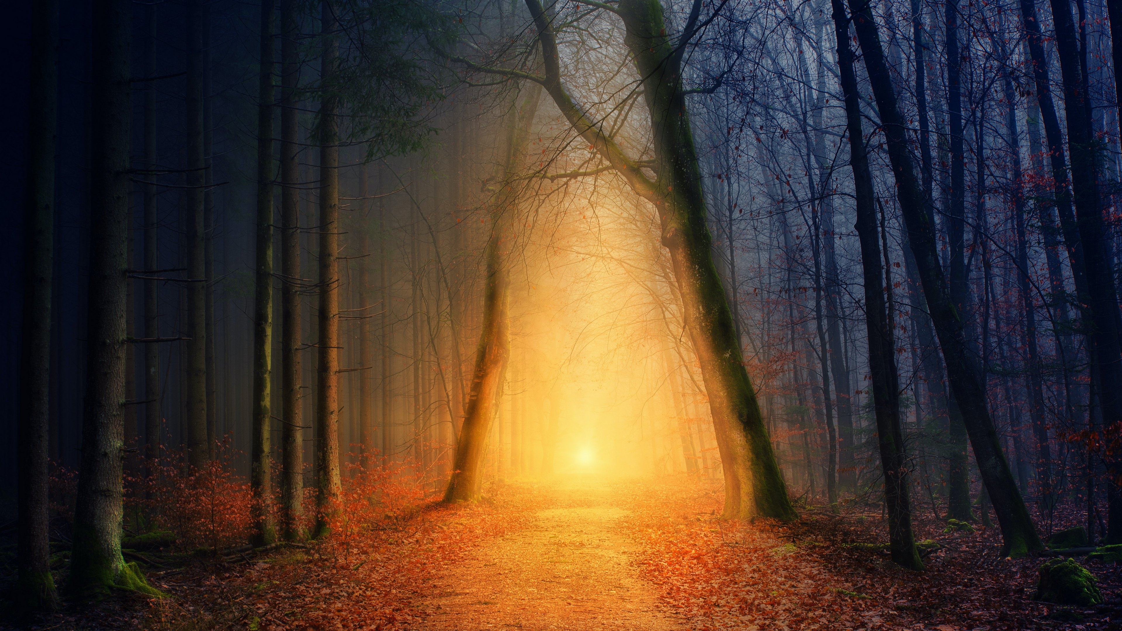 4K forest path with sunlight and mist HD Wallpaper