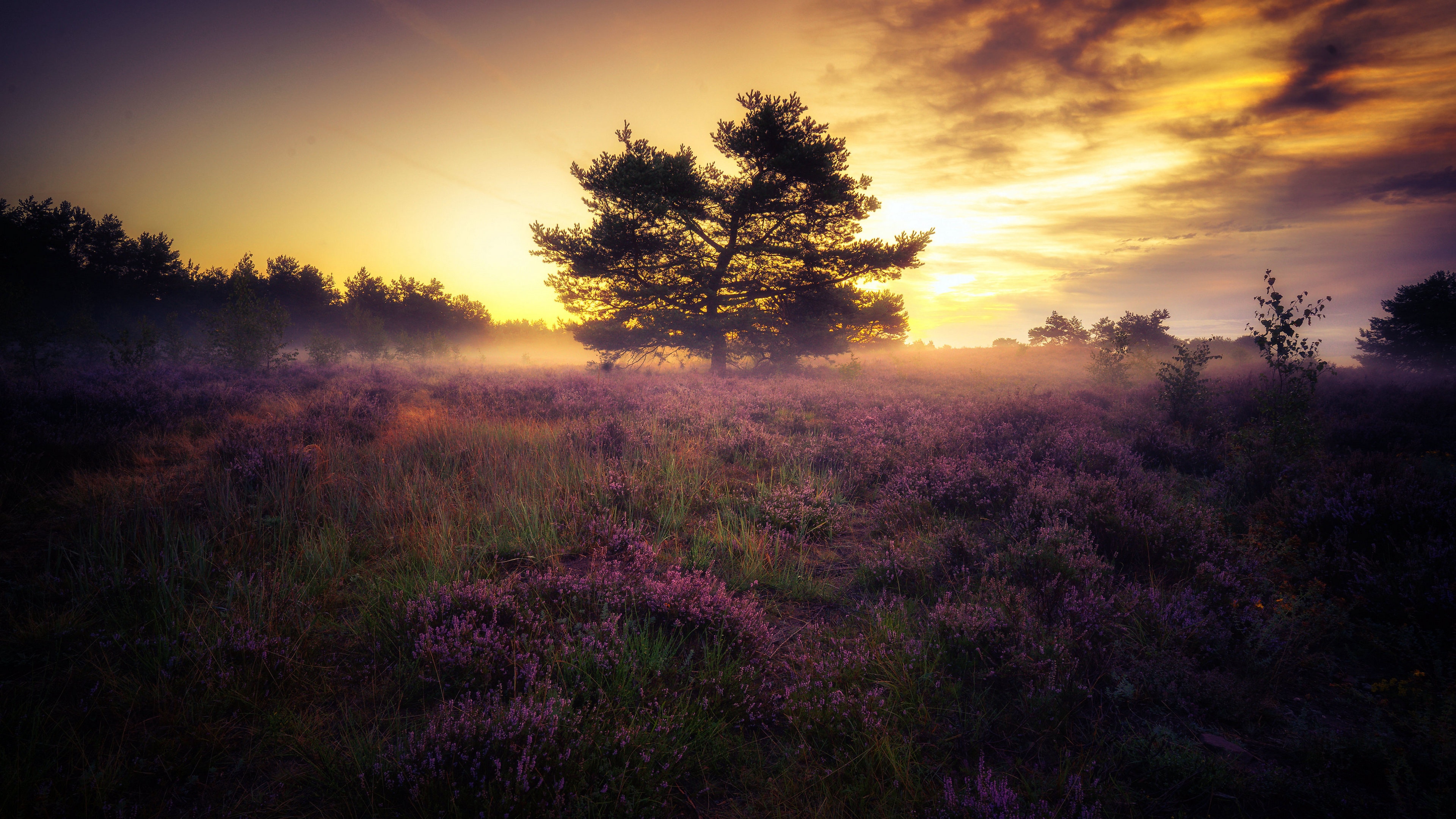 4K landscape of a field with trees at sunset HD Wallpaper