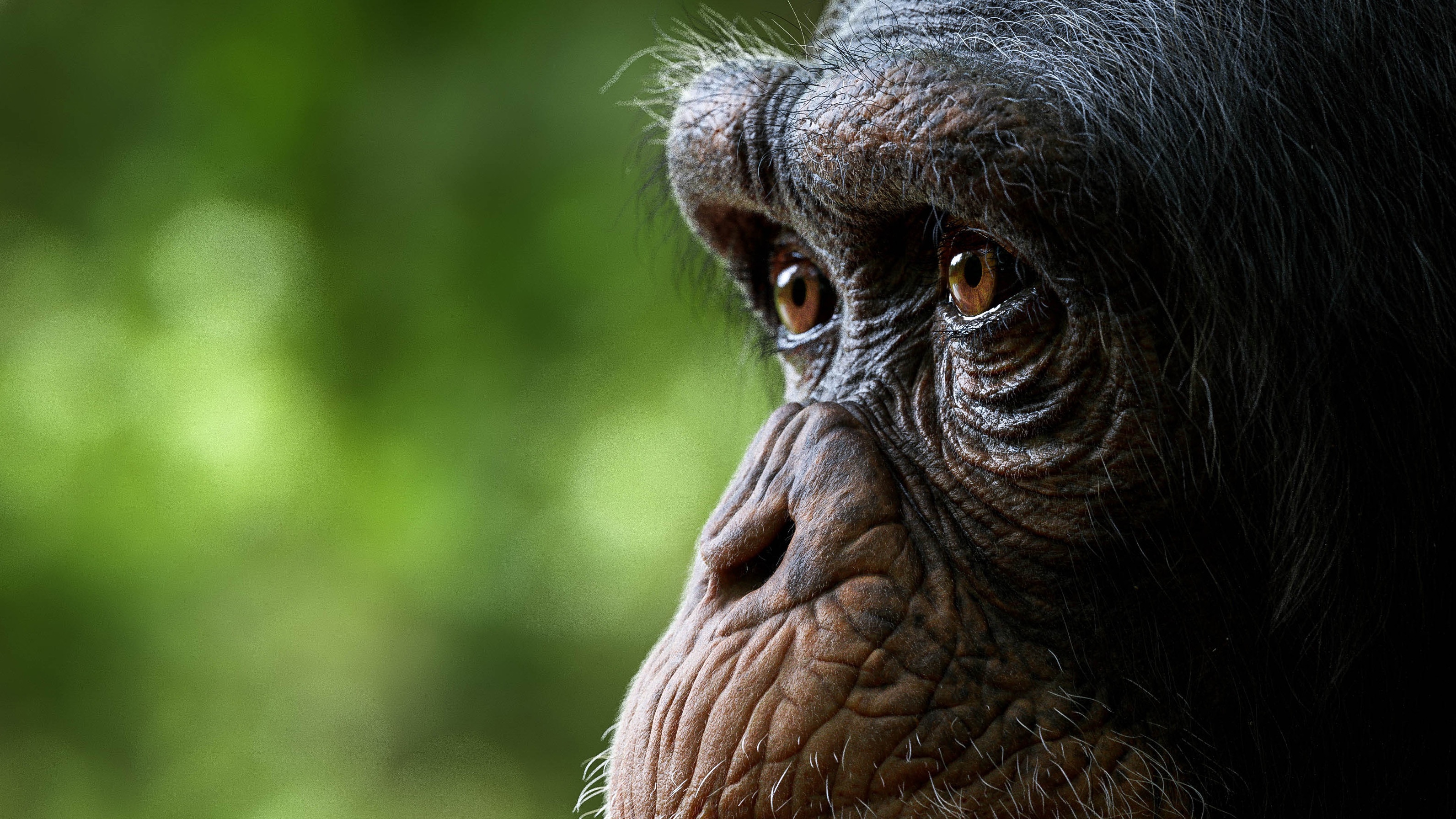 Close-up of a chimpanzee's face in nature HD Wallpaper
