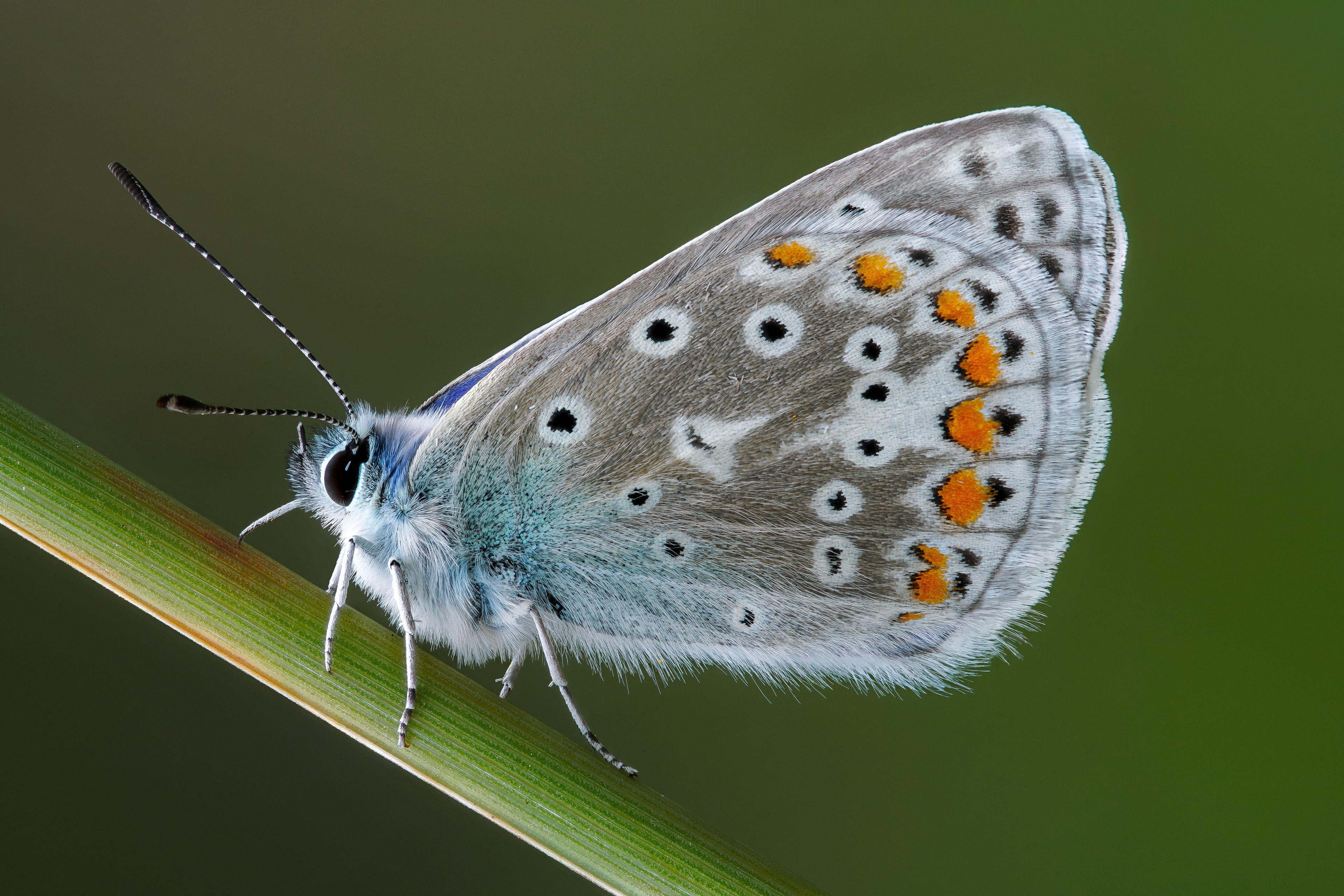 4K Macro shot of a butterfly on a blade of grass HD Wallpaper