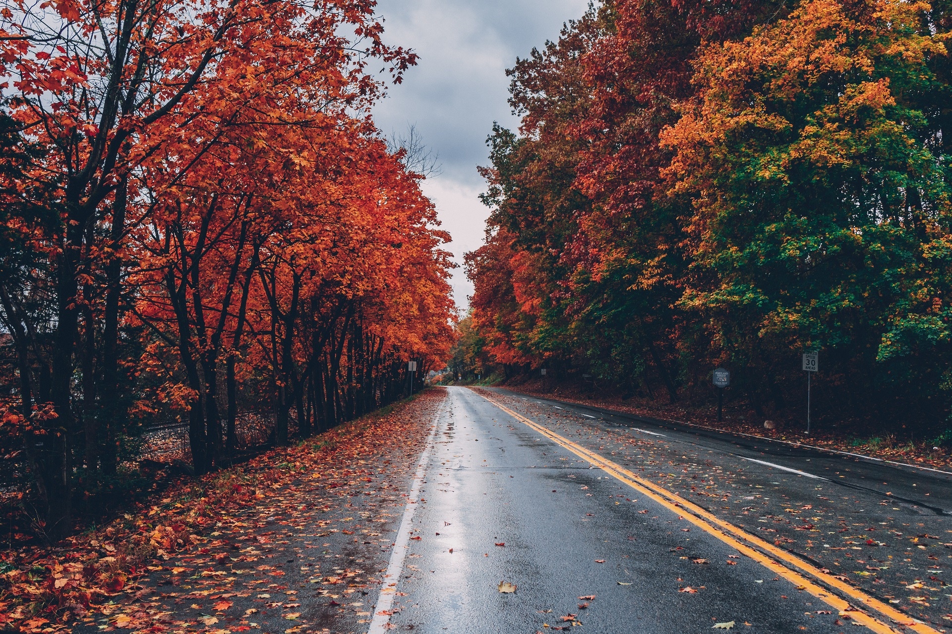 Road lined with autumn trees HD Wallpaper
