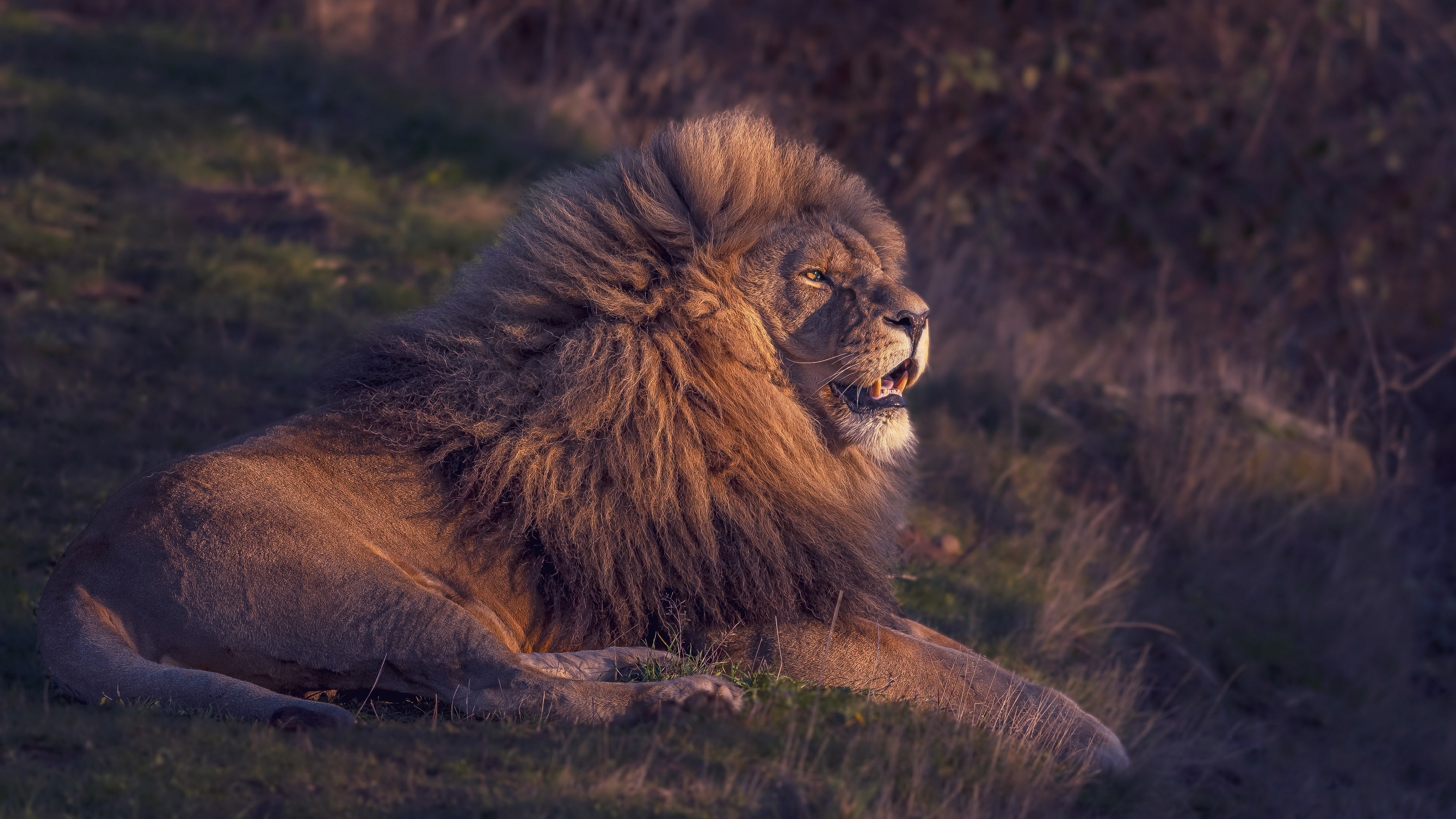 4K Lion with a Majestic Mane HD Wallpaper