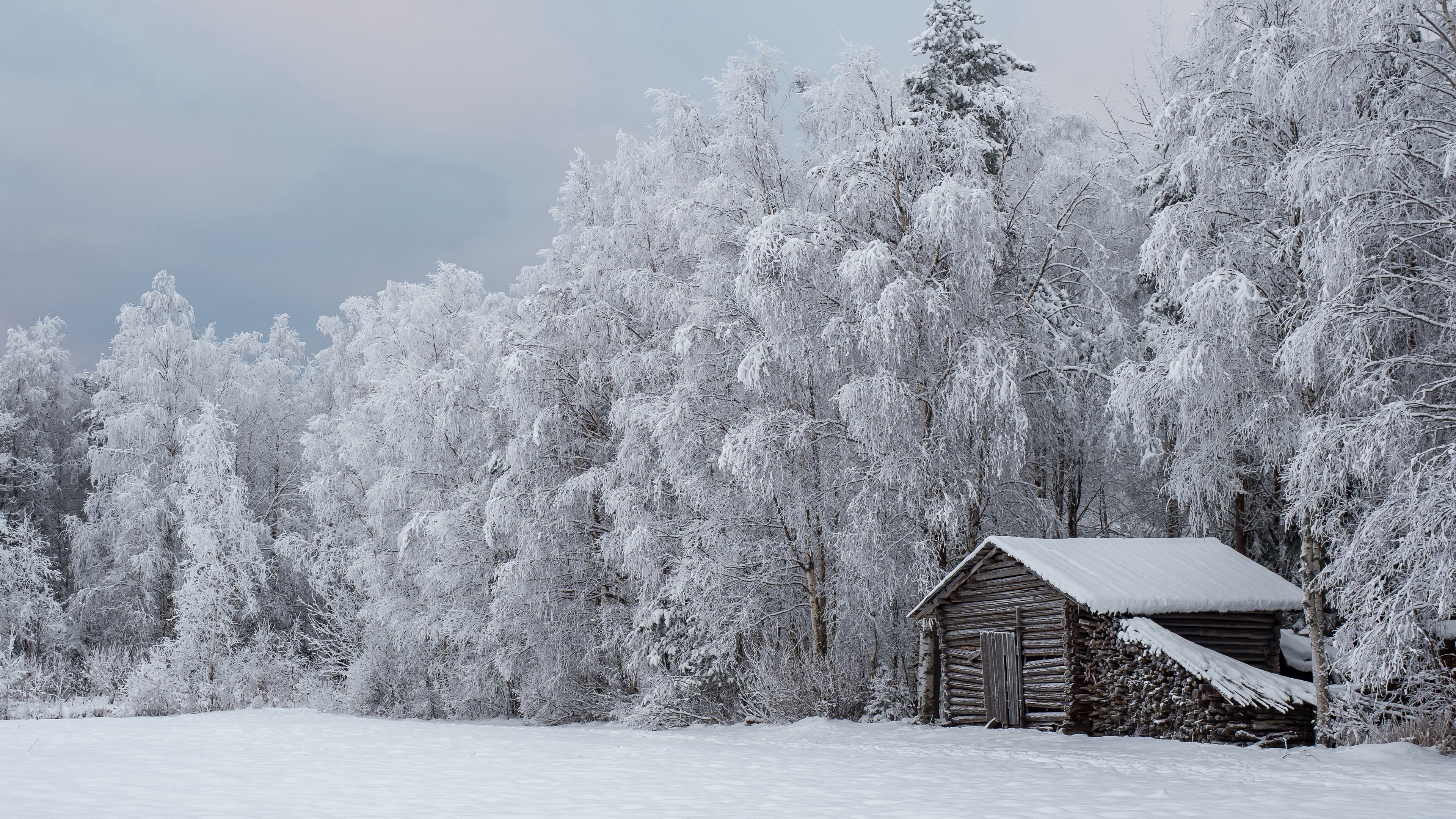 4K winter scene with snow-covered trees and a wooden hut HD Wallpaper