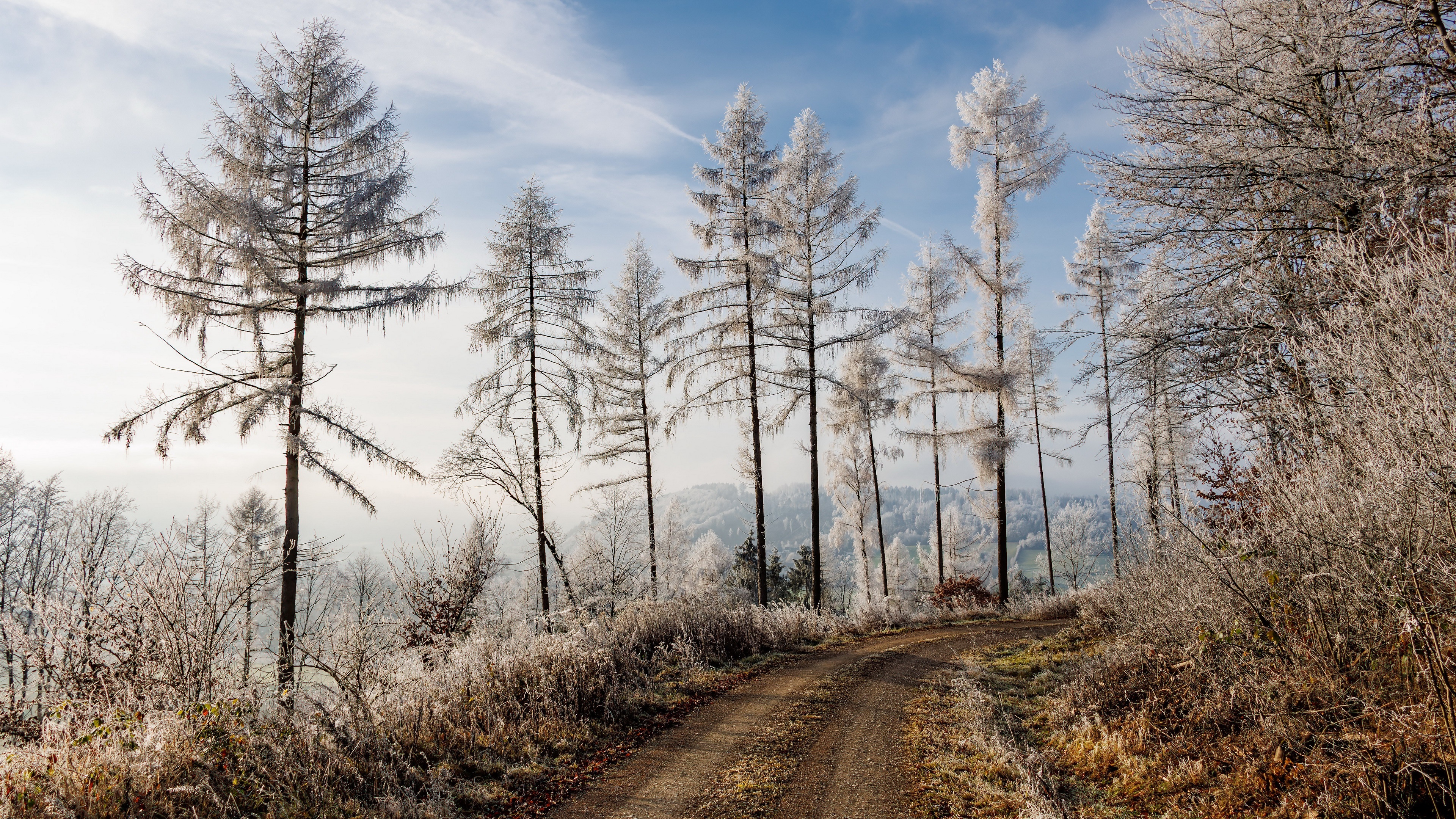 4K winter forest with a dirt road HD Wallpaper