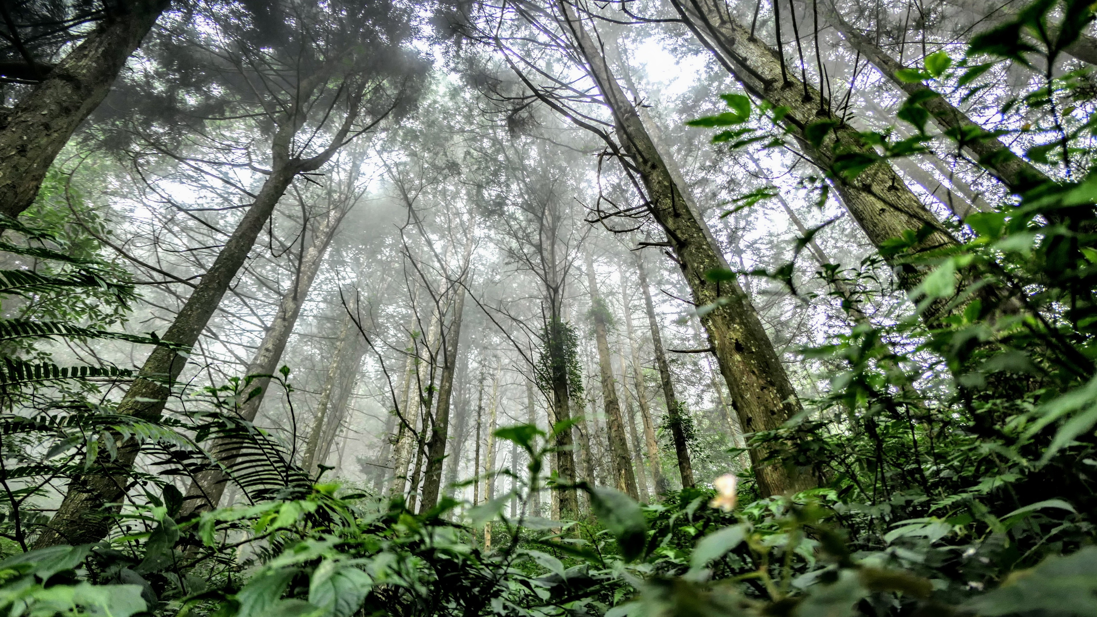 4K forest with trees and plants, worm's eye view HD Wallpaper