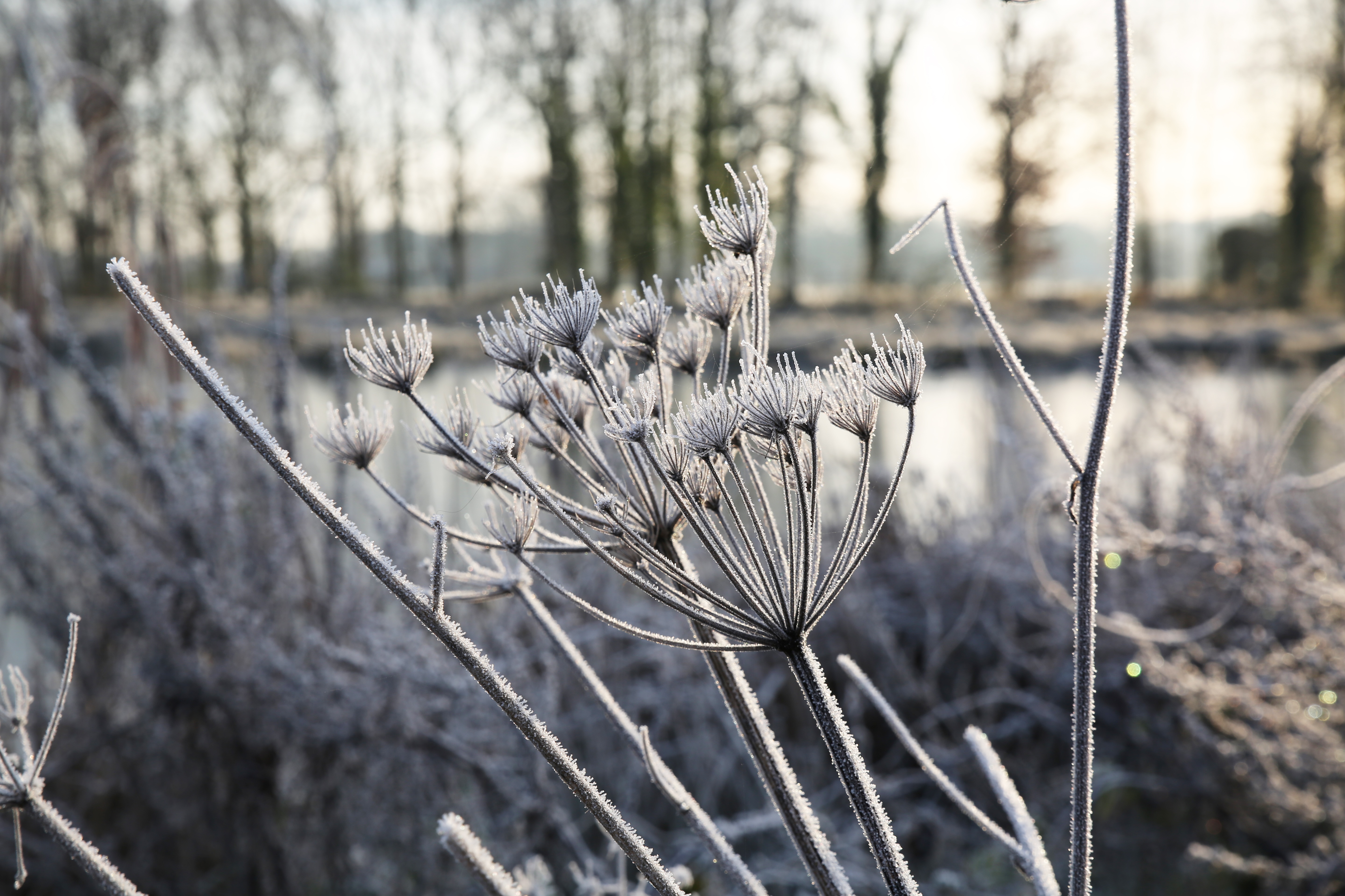 Frost covered plants in winter morning light HD Wallpaper