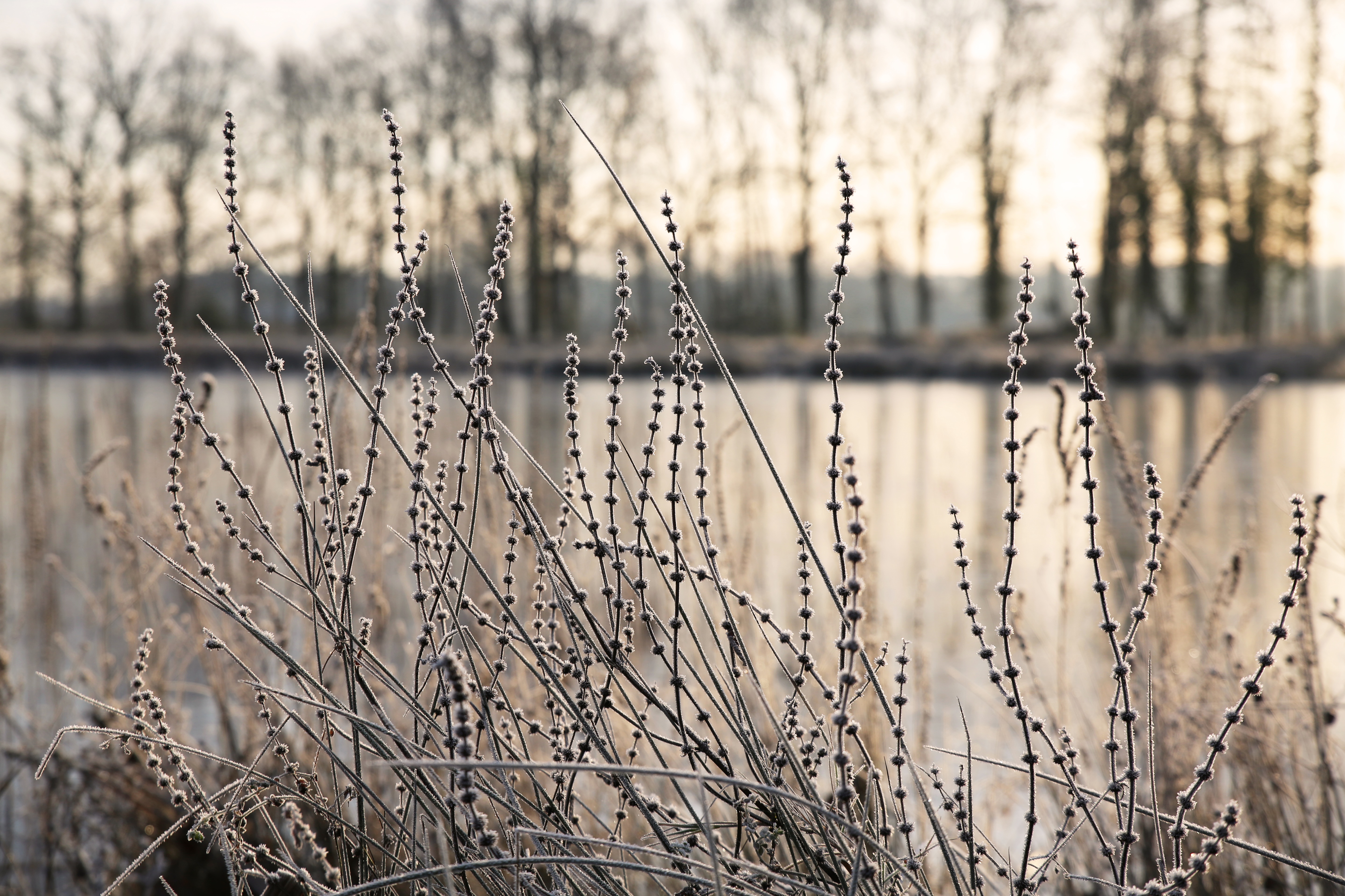 Frosty plants by the water in winter morning HD Wallpaper