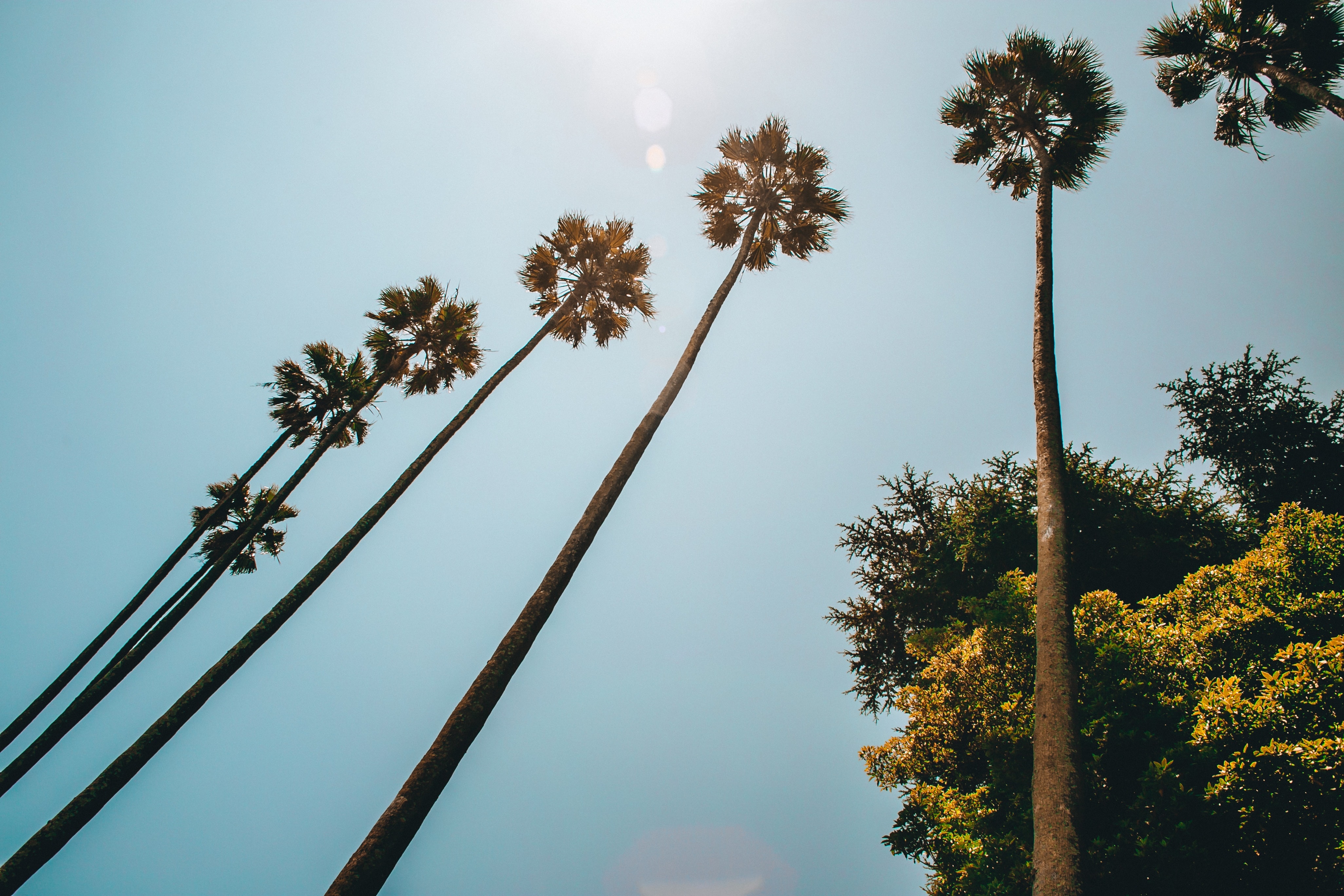 Palm trees against a clear blue sky in Porto HD Wallpaper