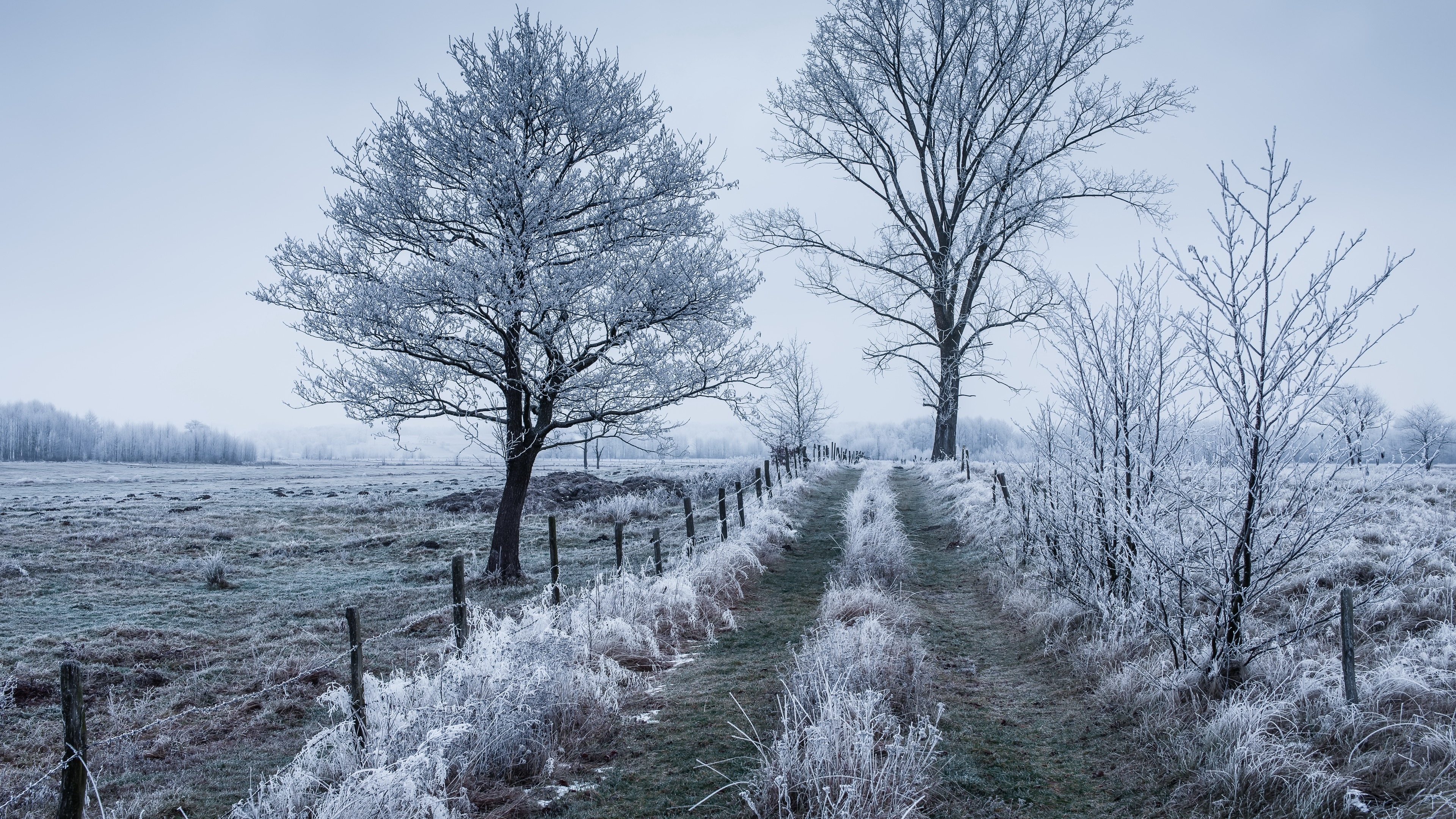 4K winter landscape with frosted trees and a dirt path HD Wallpaper