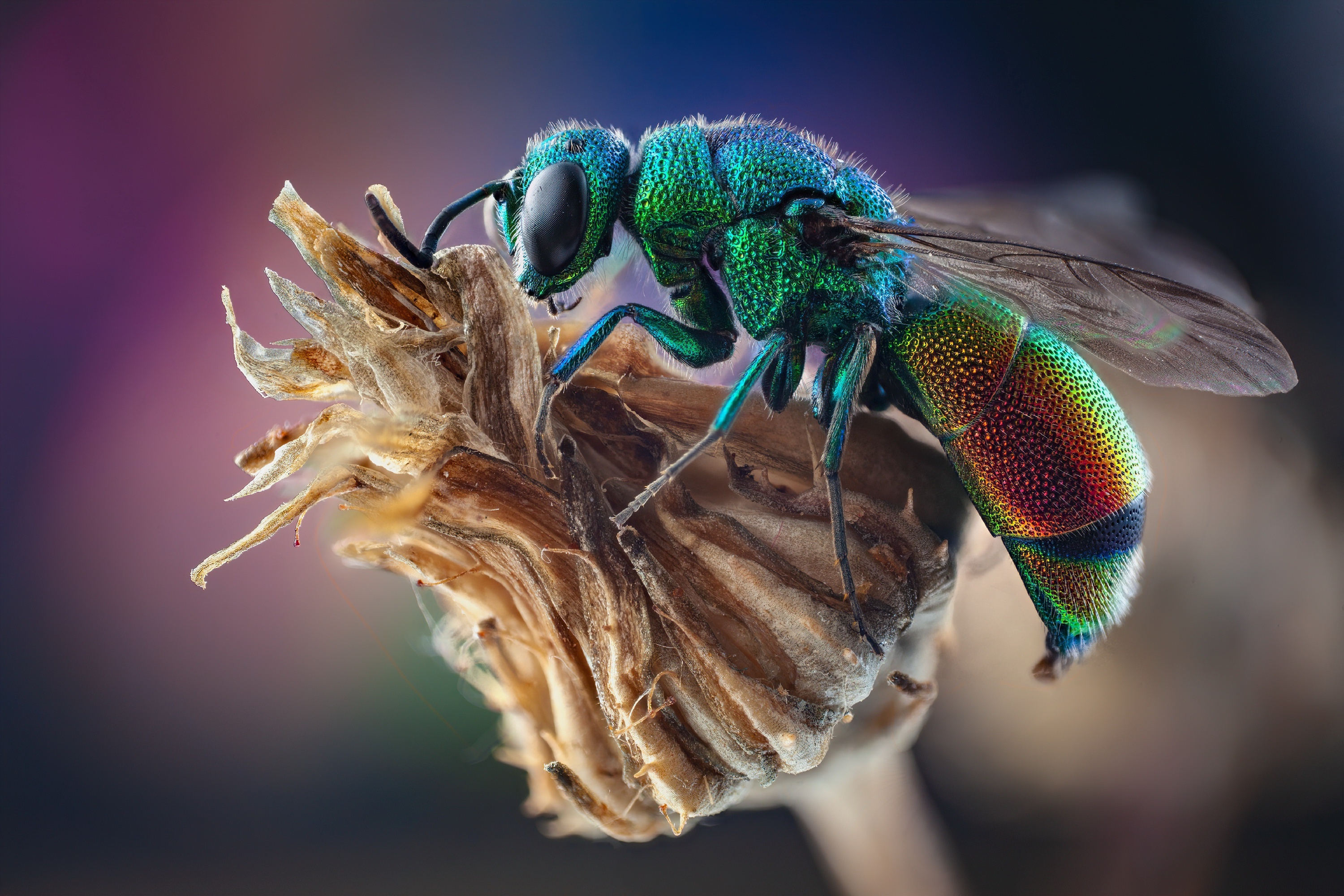 Iridescent insect on a dried flower HD Wallpaper