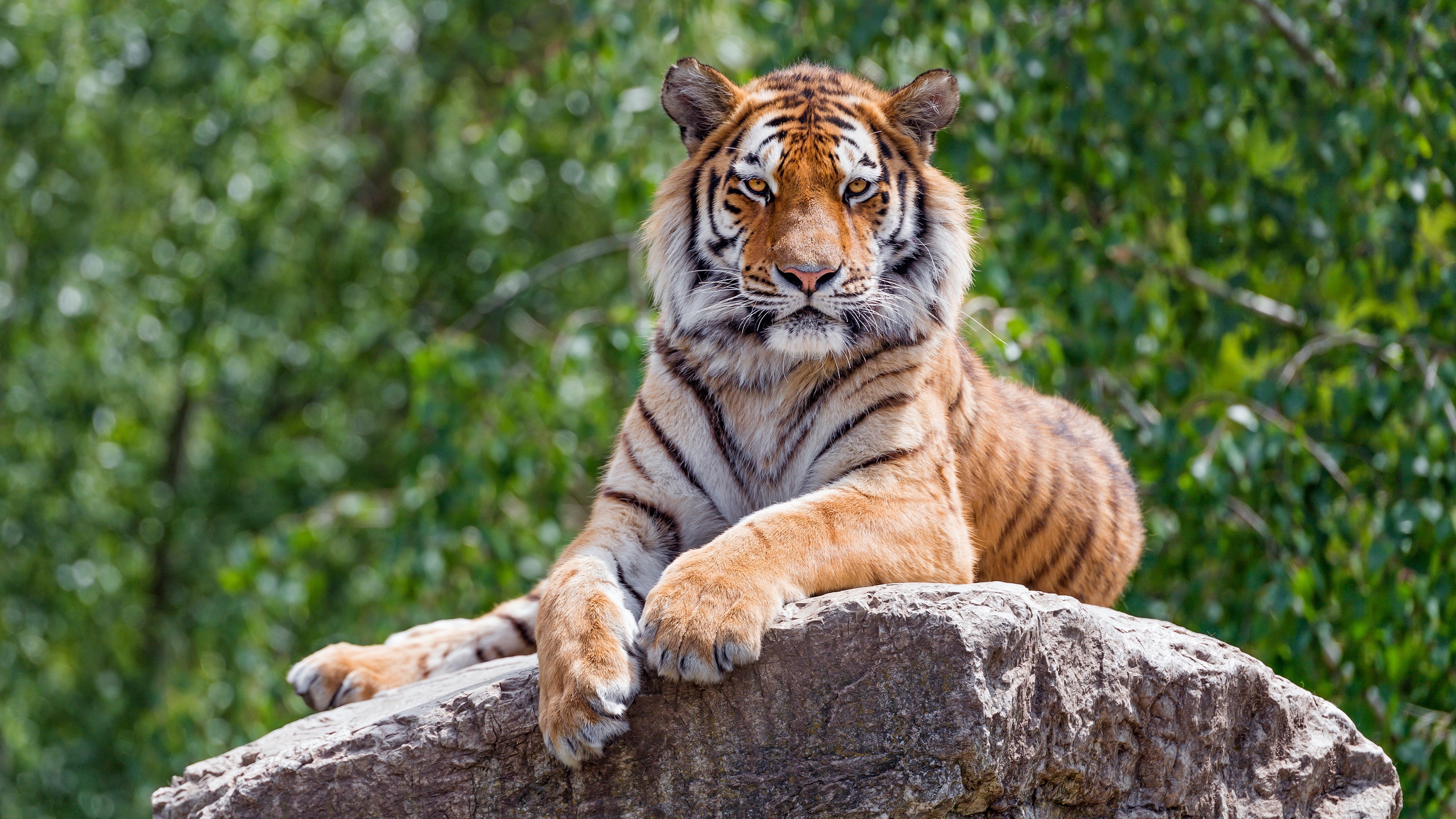 Tiger resting on a rock HD Wallpaper