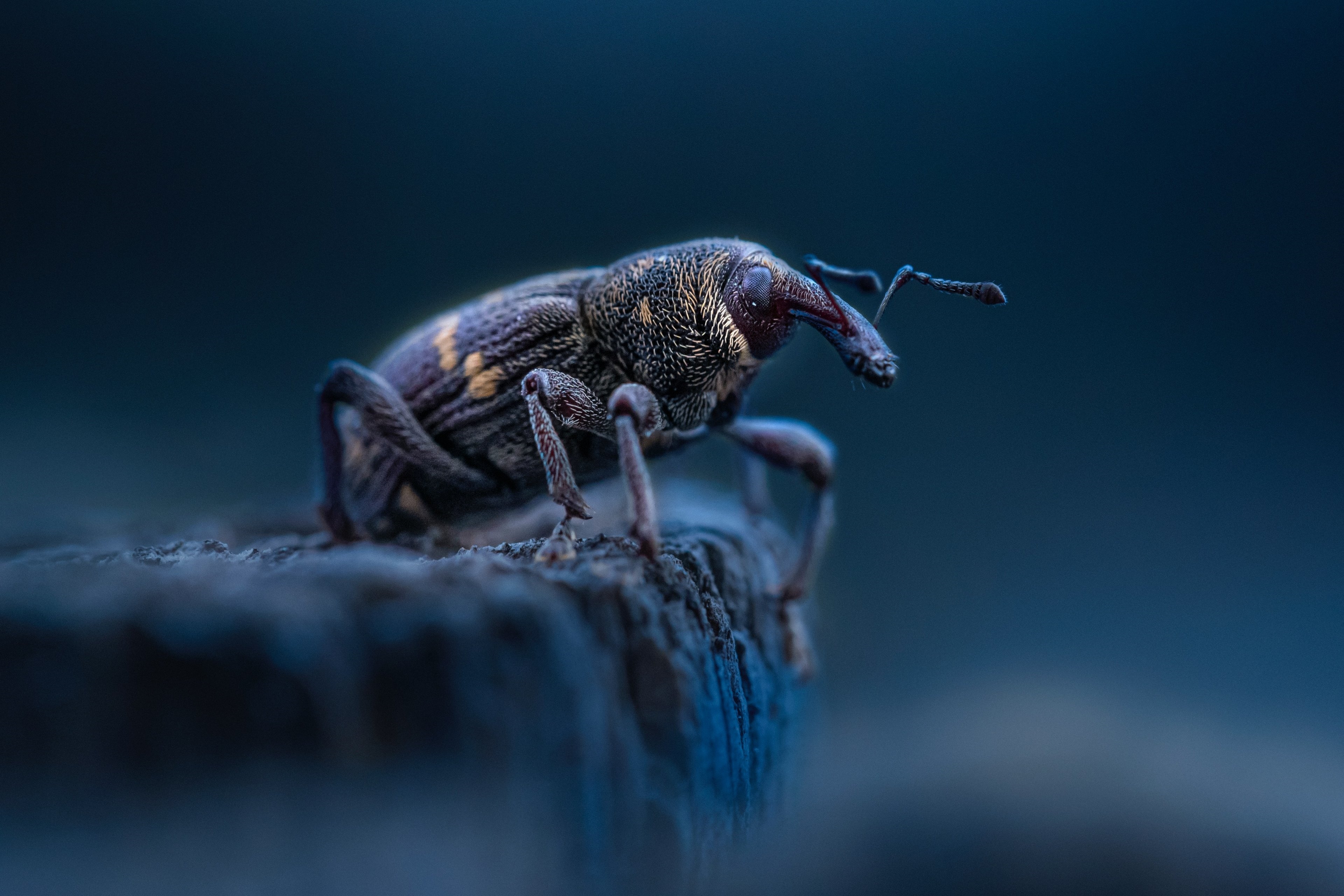 Macro shot of a weevil on a wooden surface HD Wallpaper