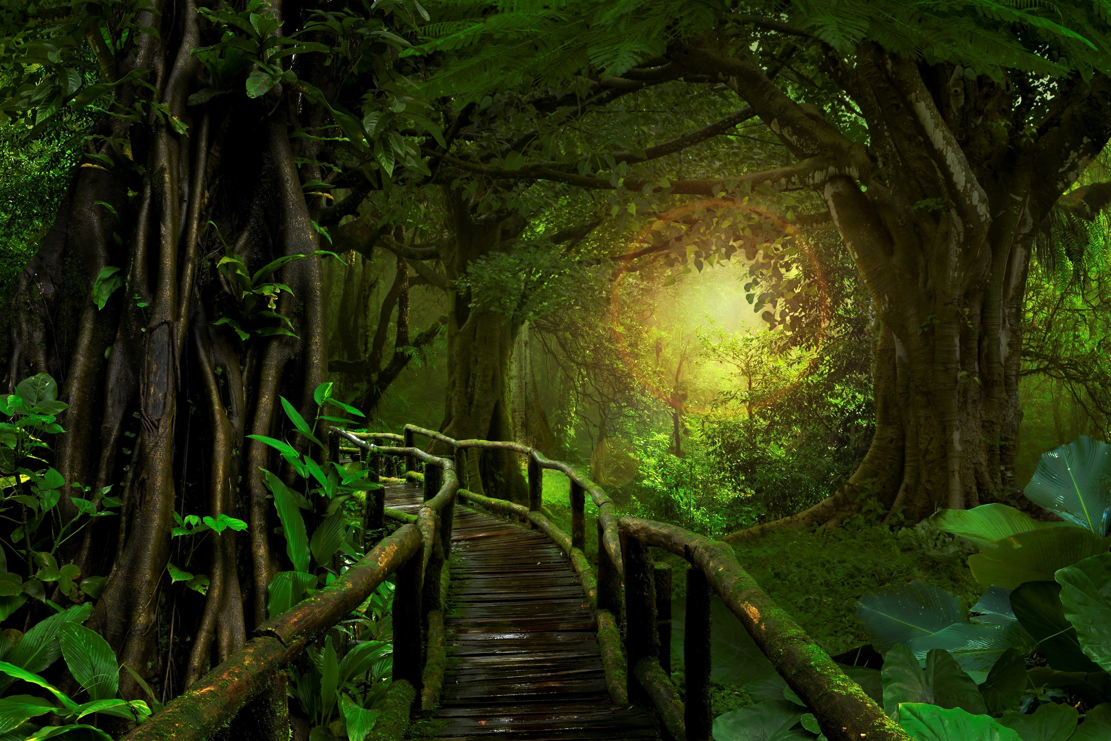 4K jungle bridge with sunlight filtering through trees HD Wallpaper