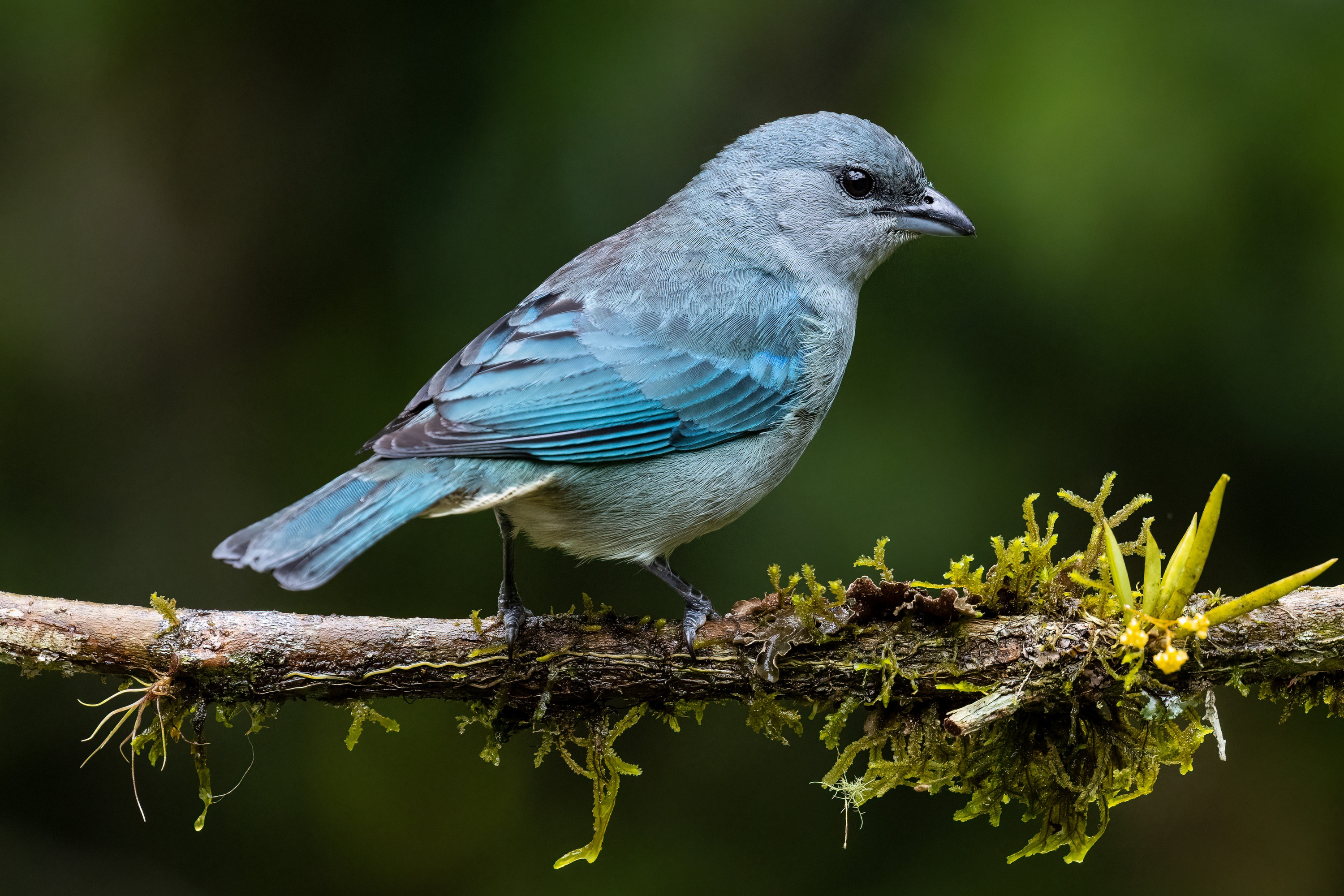 Blue bird perched on a mossy branch HD Wallpaper