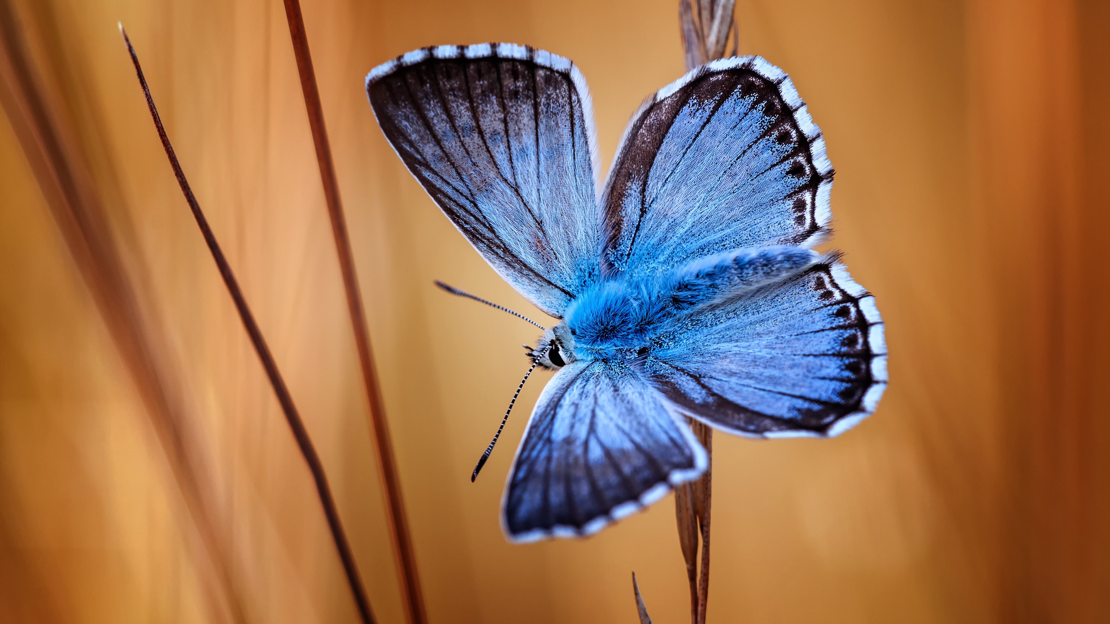 4K Macro shot of a blue butterfly on a plant stem HD Wallpaper