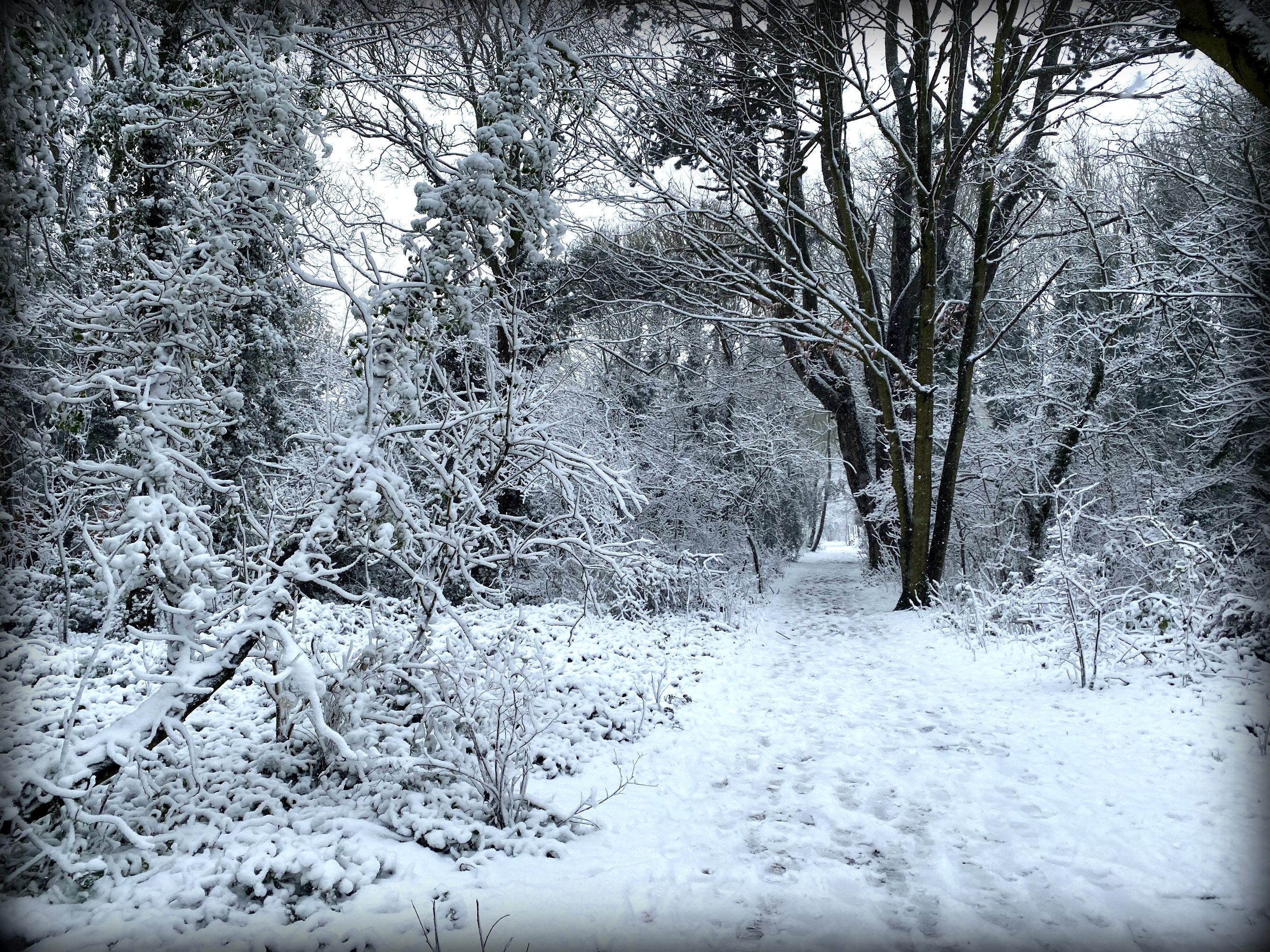 Snowy forest path in winter HD Wallpaper
