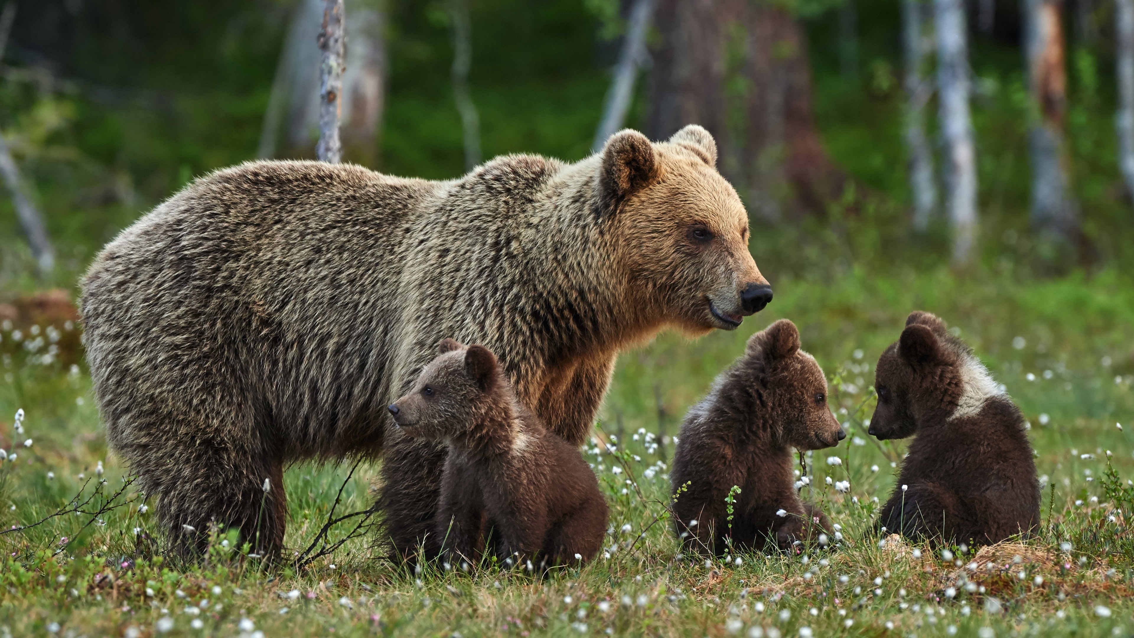 Brown bear mother with three cubs in a meadow HD Wallpaper