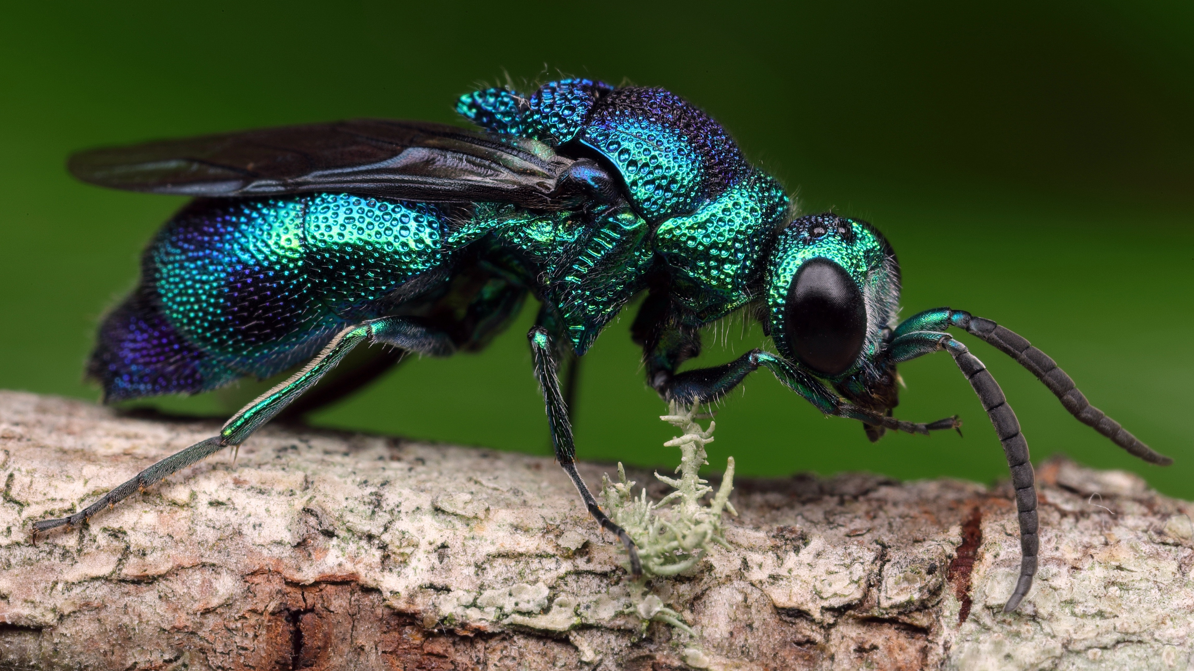4K macro shot of a metallic green cuckoo wasp HD Wallpaper