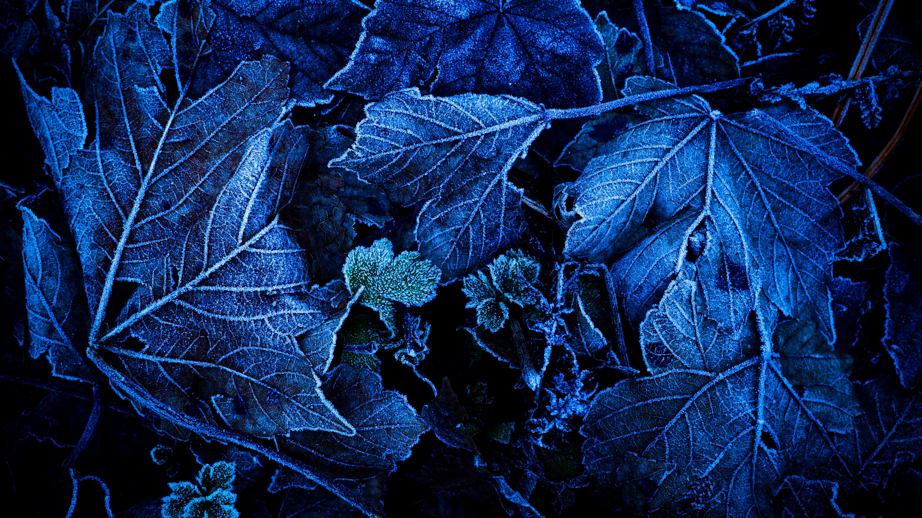 4K macro view of fallen leaves with ice crystals HD Wallpaper
