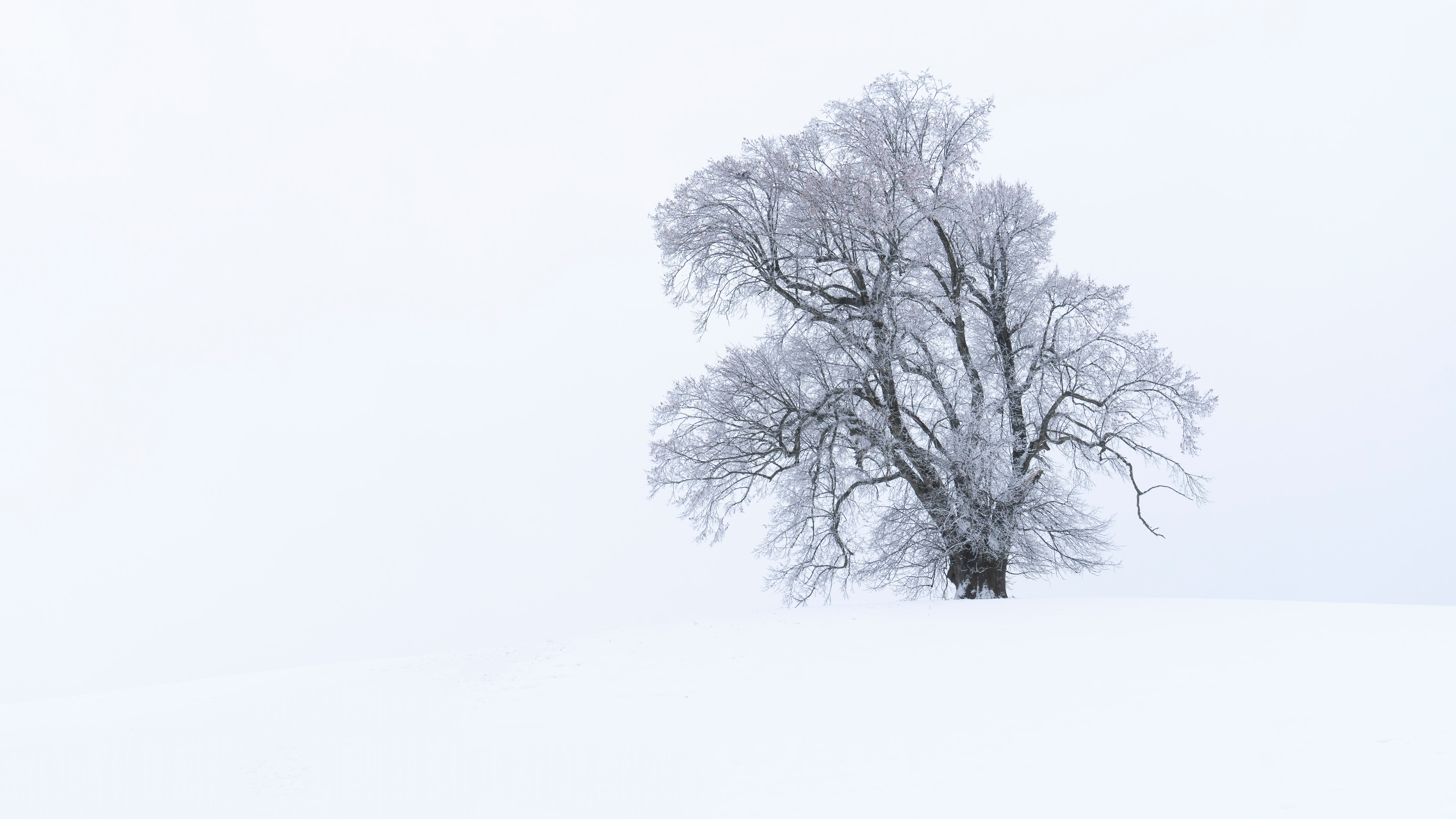 4K winter tree covered in frost HD Wallpaper