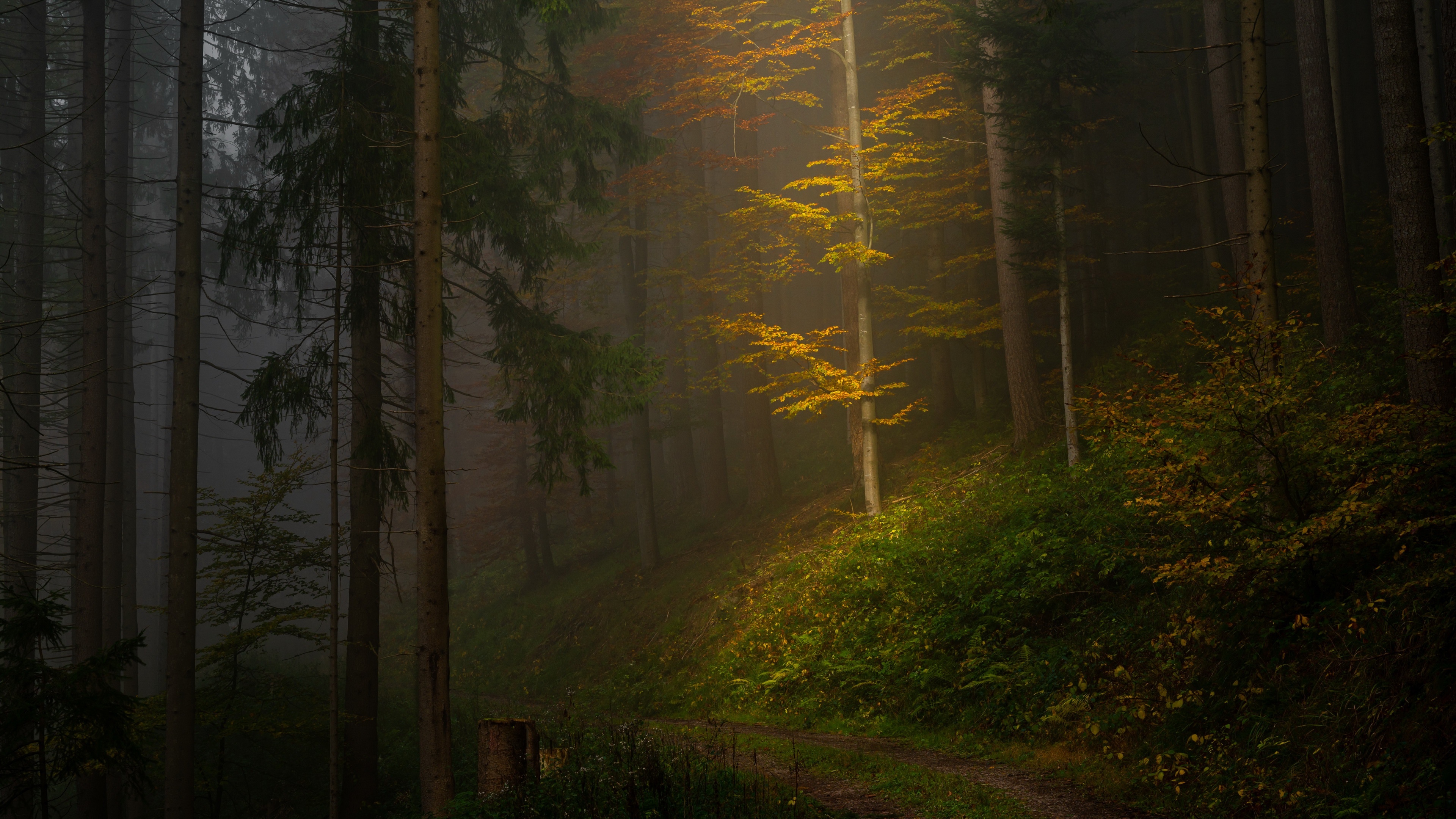 4K forest with sunlight filtering through trees HD Wallpaper