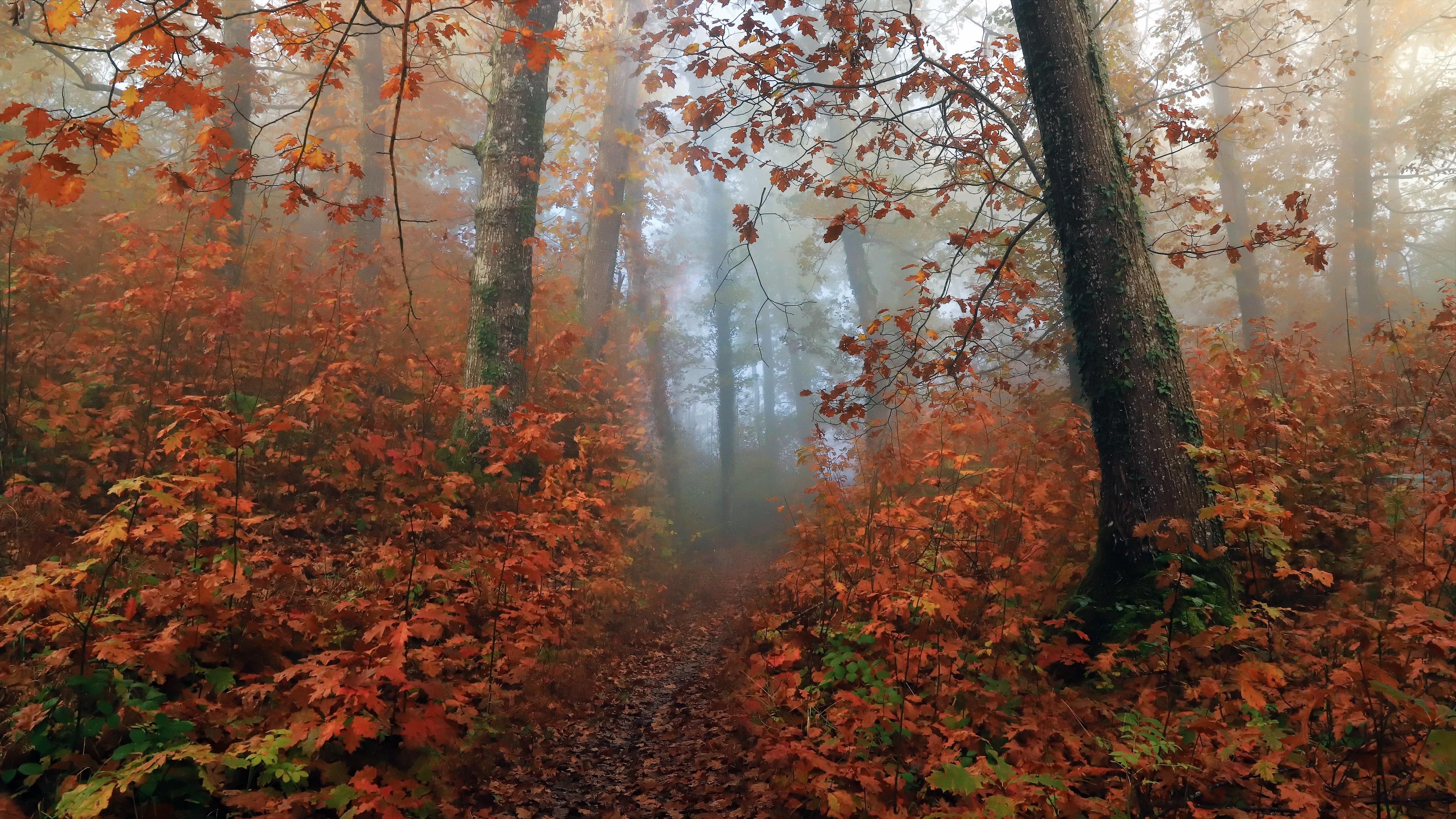 4K fall forest with trees and mist HD Wallpaper