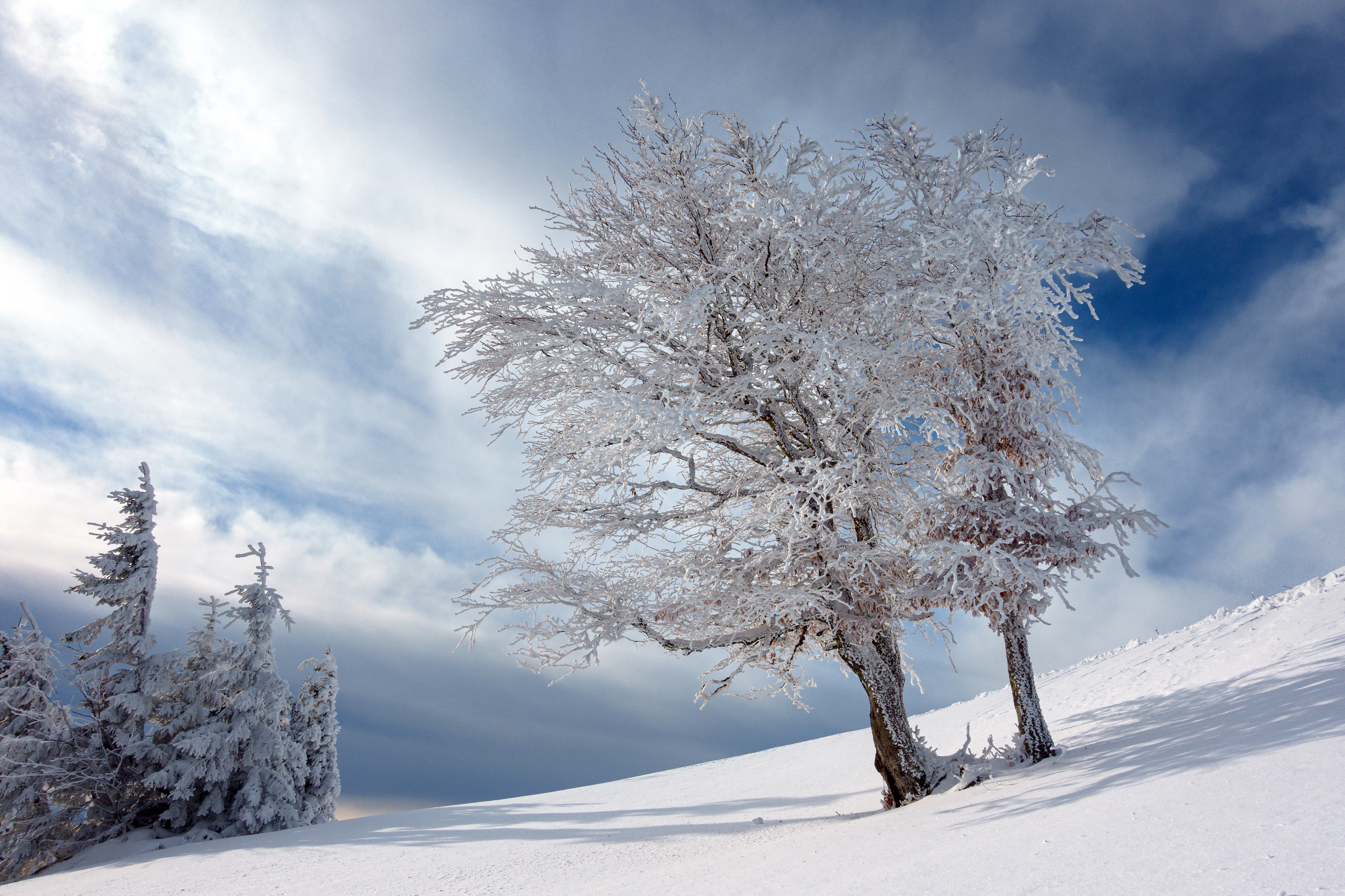 4K winter scene with frosted trees and snow HD Wallpaper