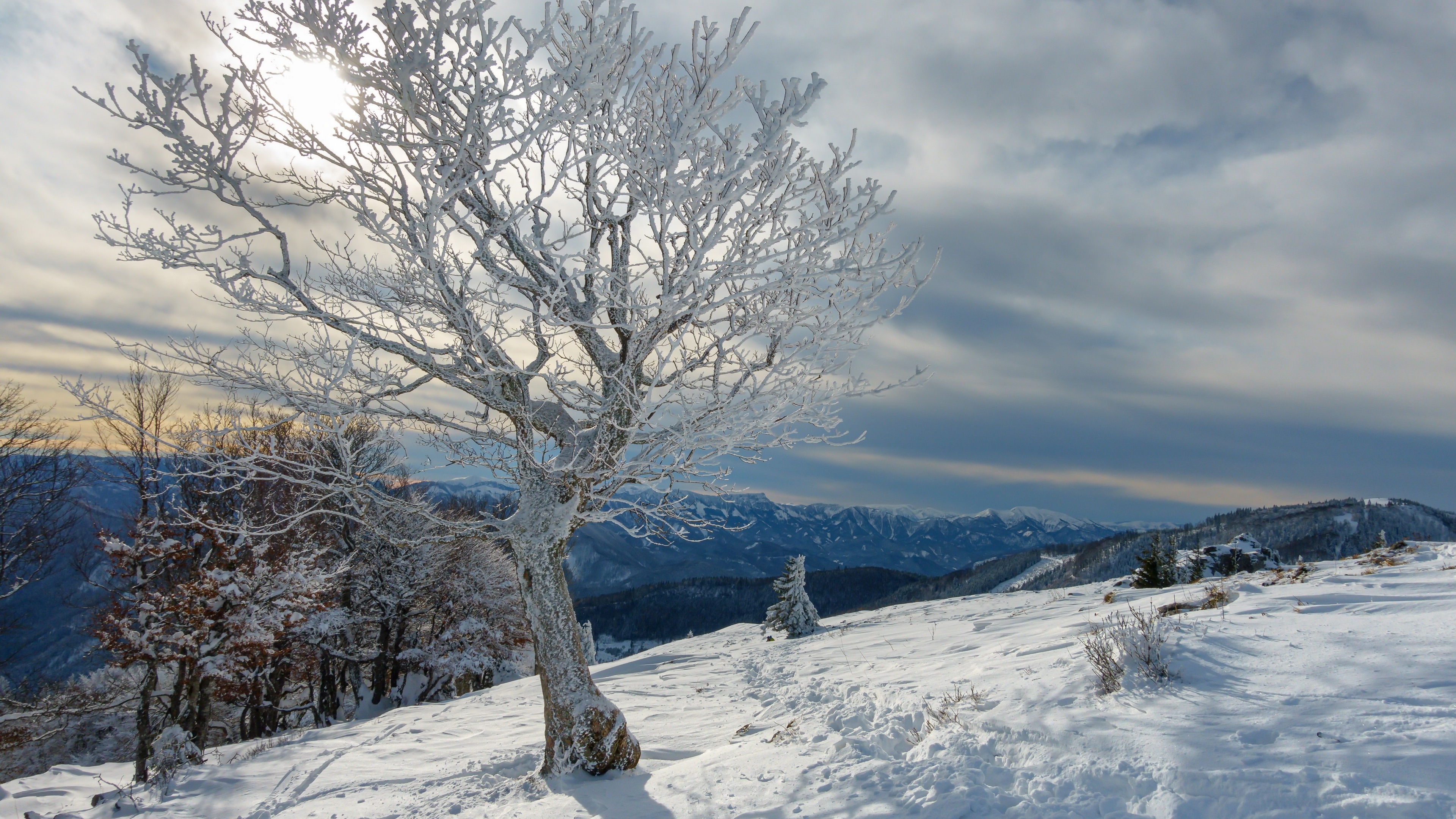 4K winter landscape with frost-covered trees and mountains HD Wallpaper