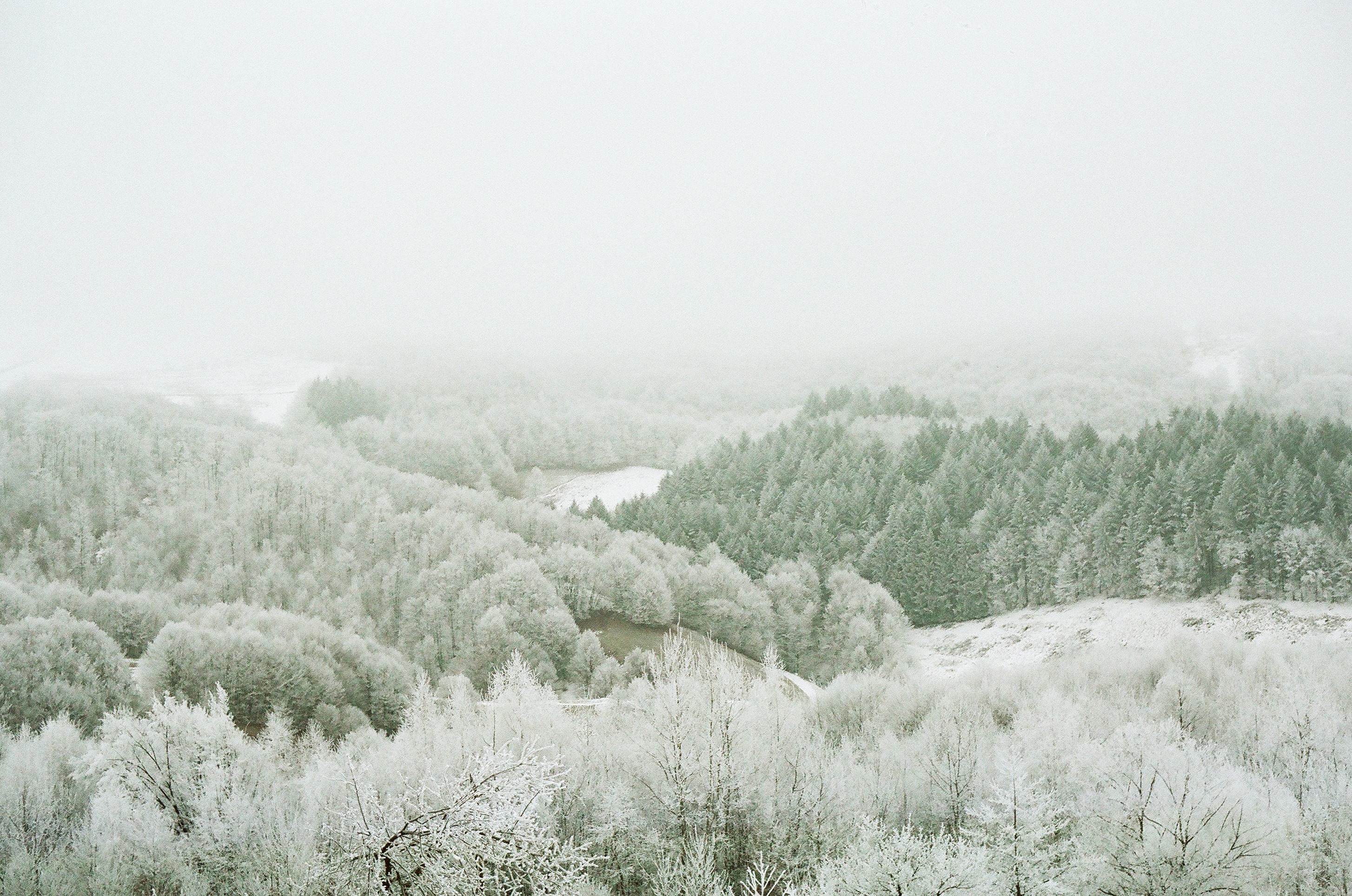 Winter landscape with snow-covered trees and mist HD Wallpaper