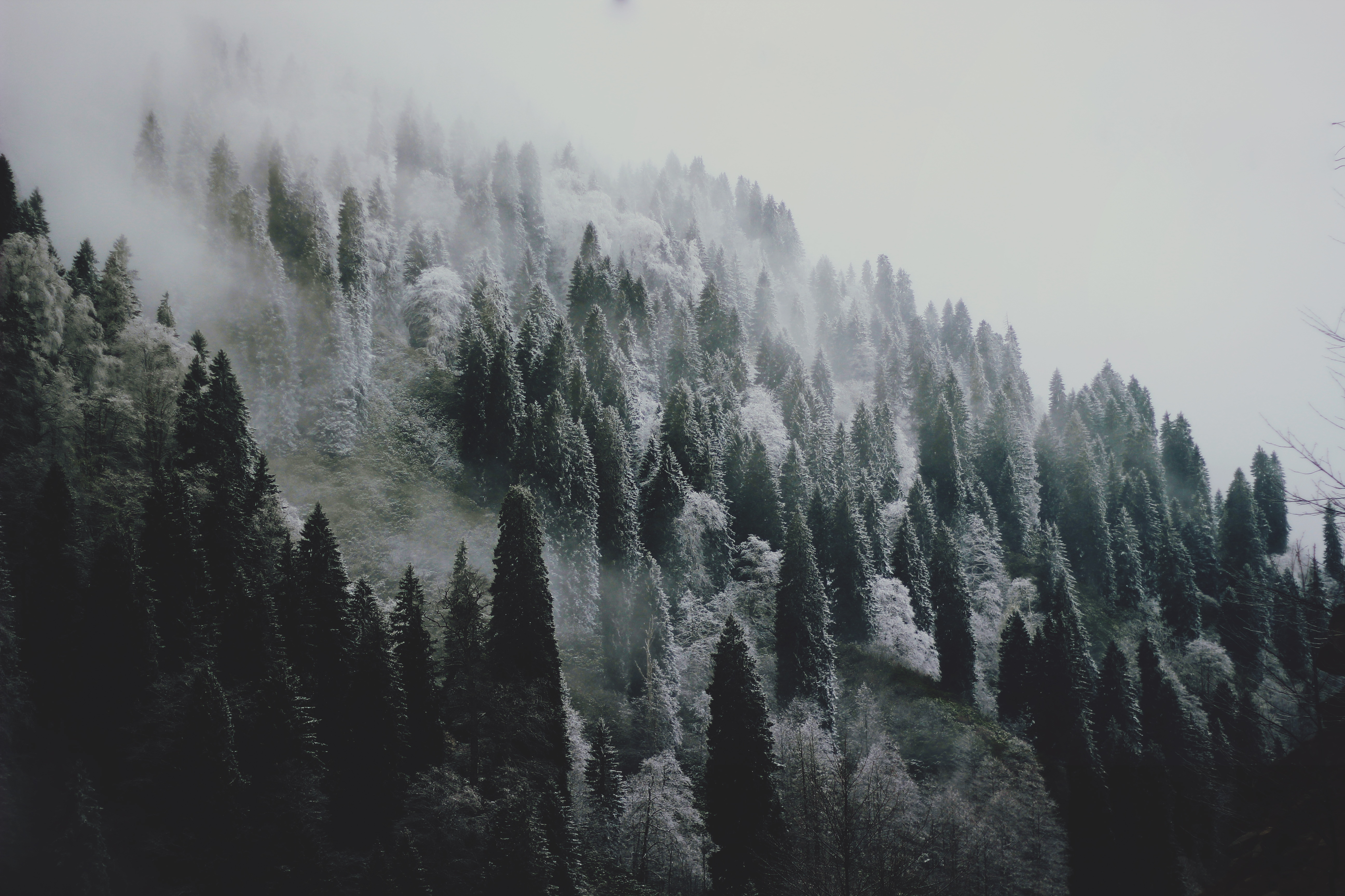 4K winter forest with mist and snow HD Wallpaper
