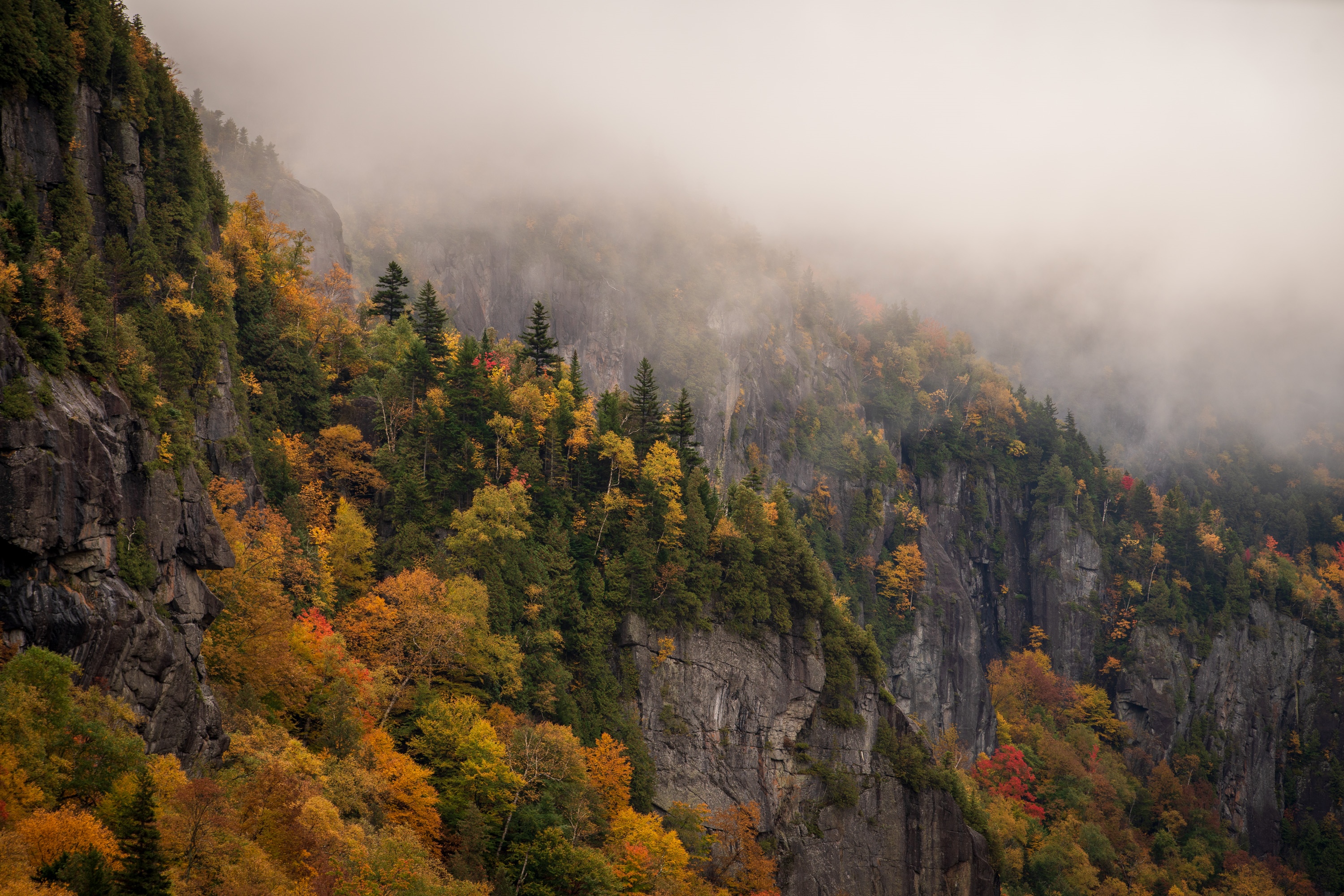 Misty mountains with autumn trees HD Wallpaper