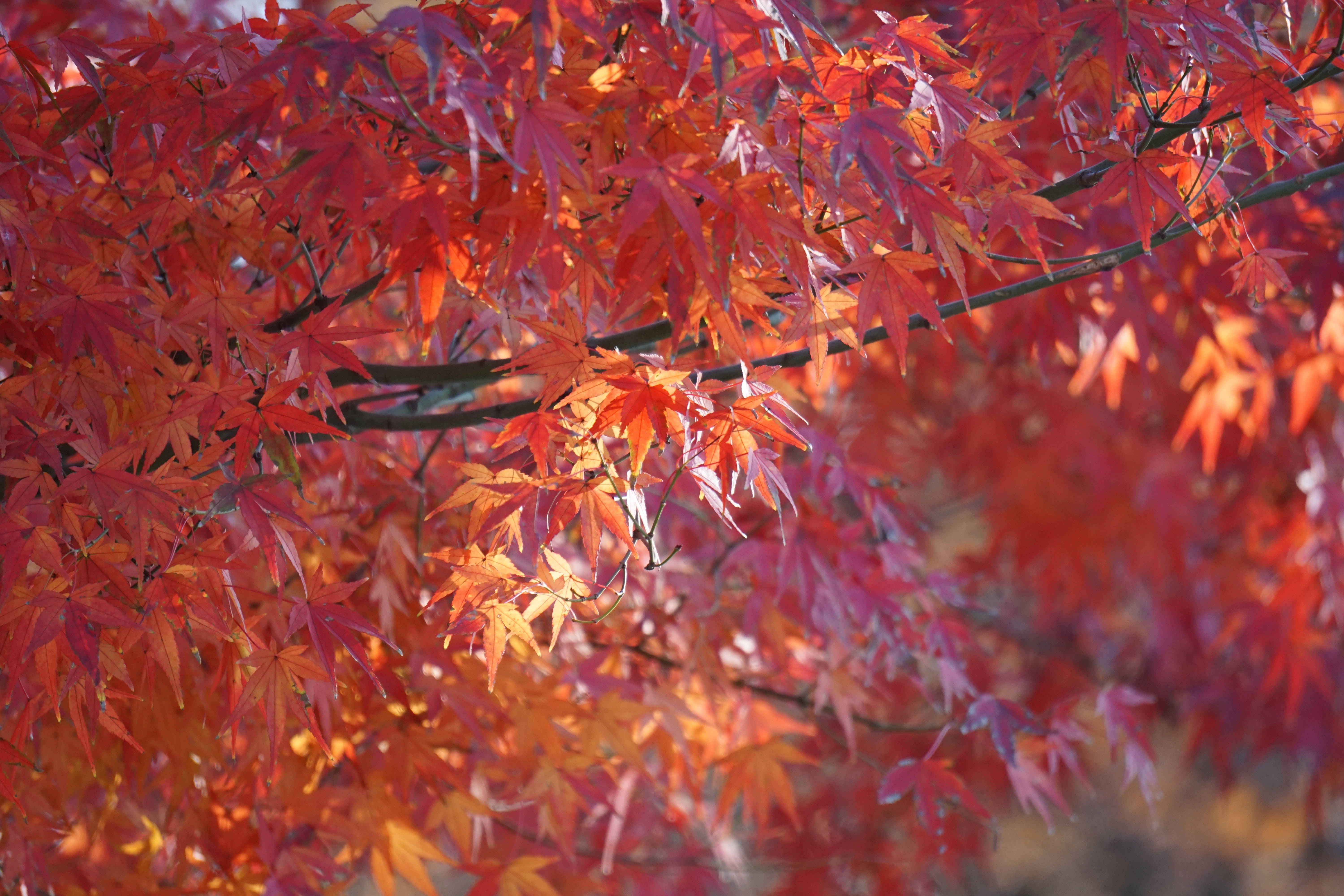 4K Maple Leaves in Sunlight HD Wallpaper