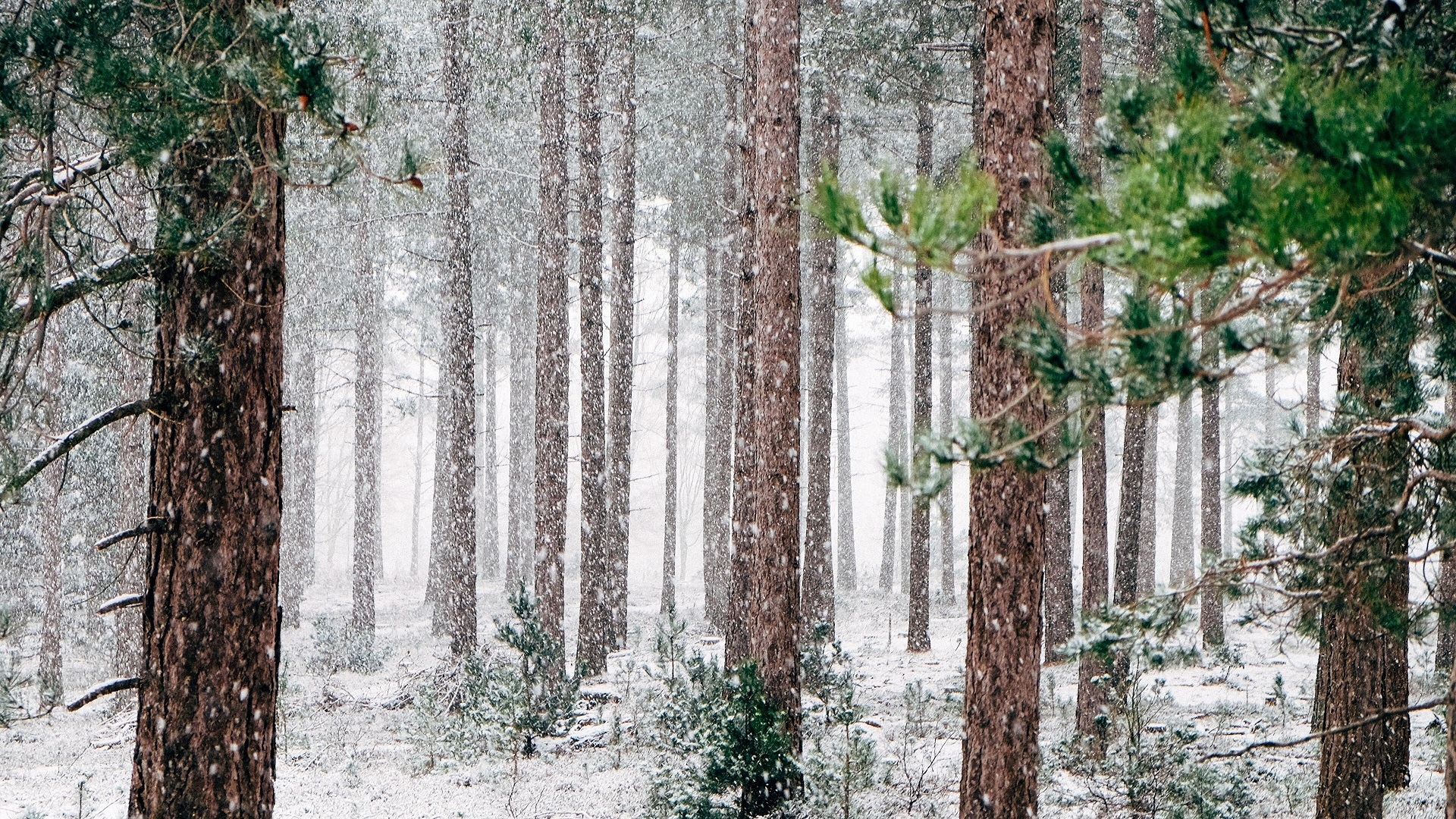 Snow falling in a pine forest HD Wallpaper