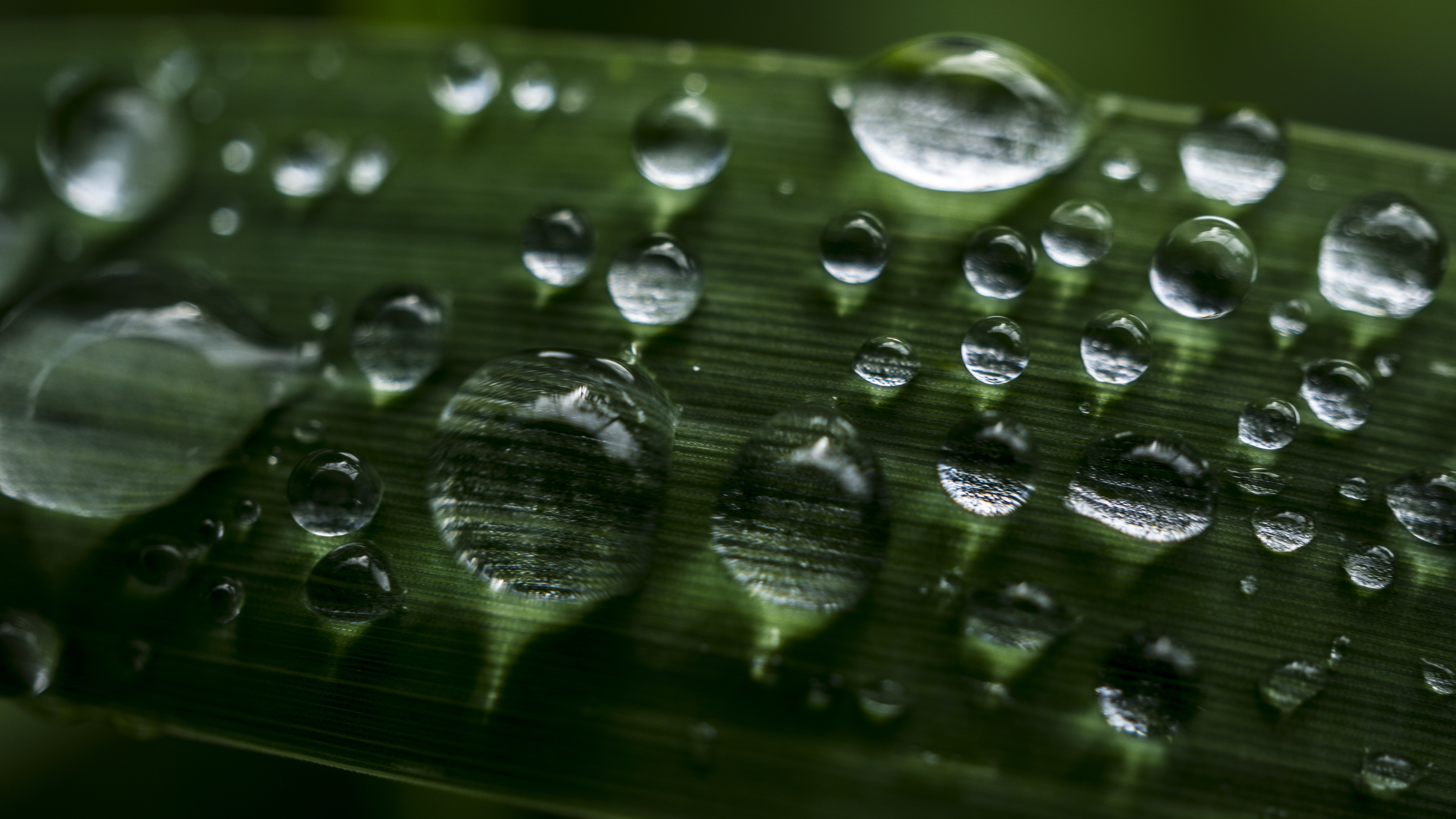 4K water drops on green grass macro HD Wallpaper