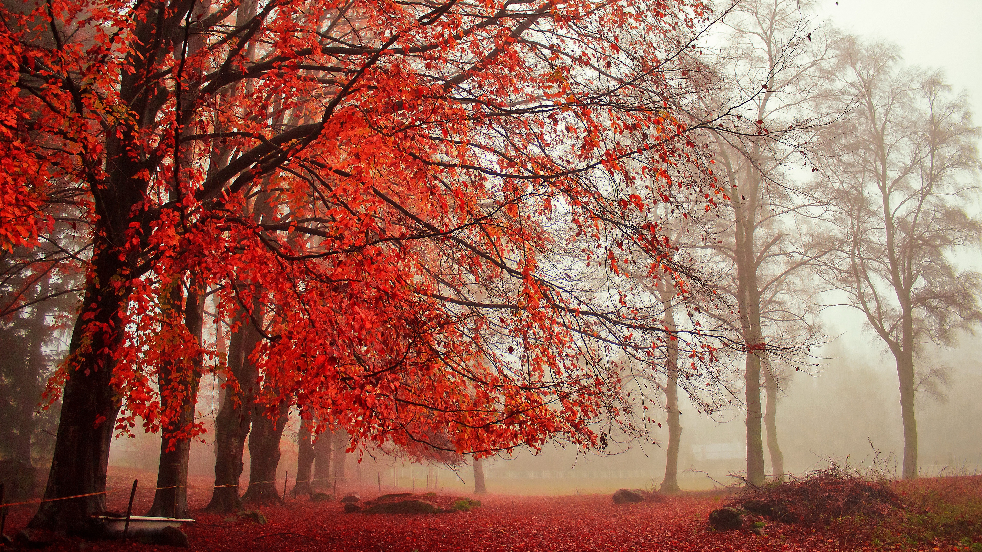 4K autumn forest with red leaves and fog HD Wallpaper