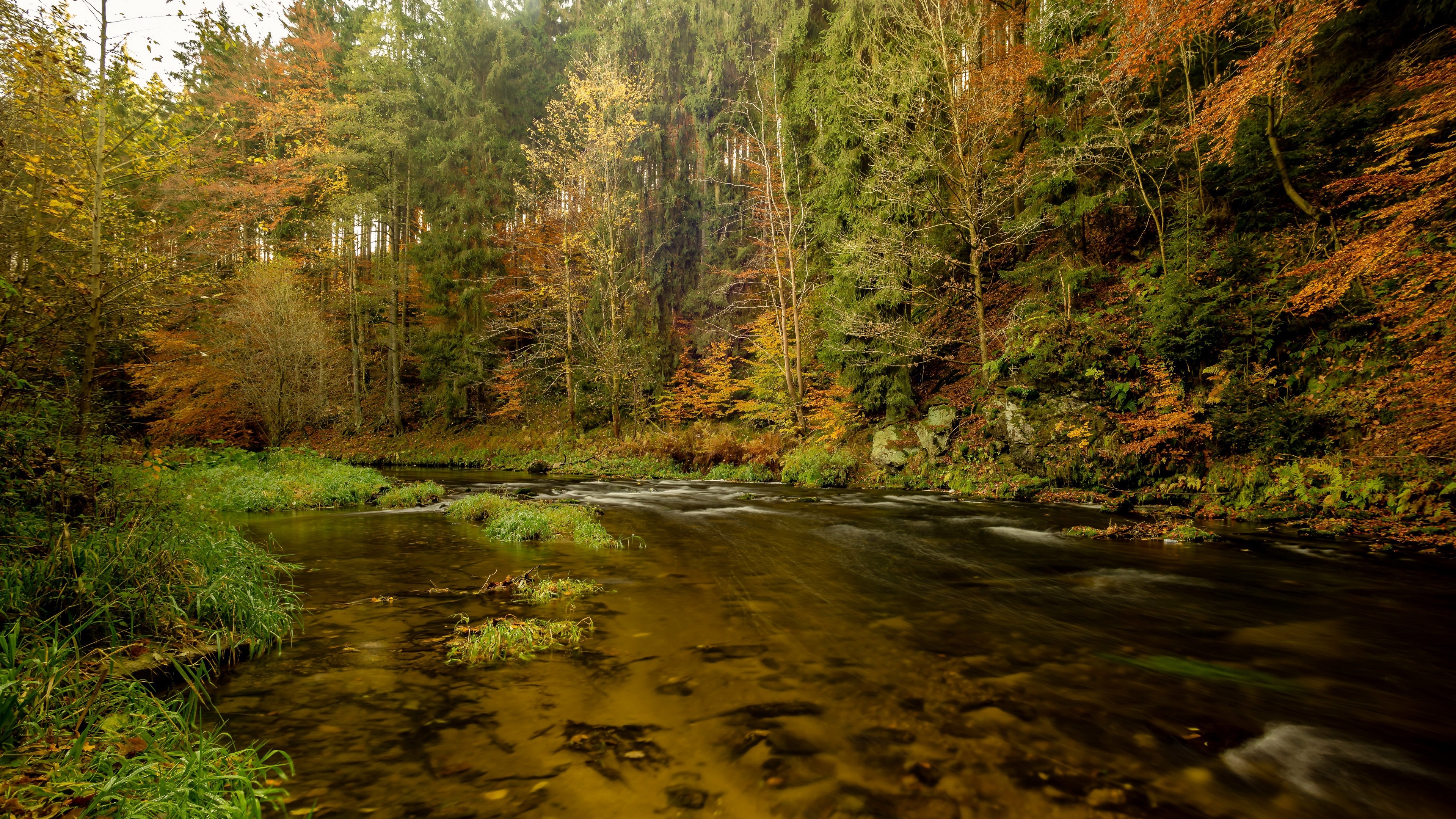 4K nature scene with trees and a creek HD Wallpaper