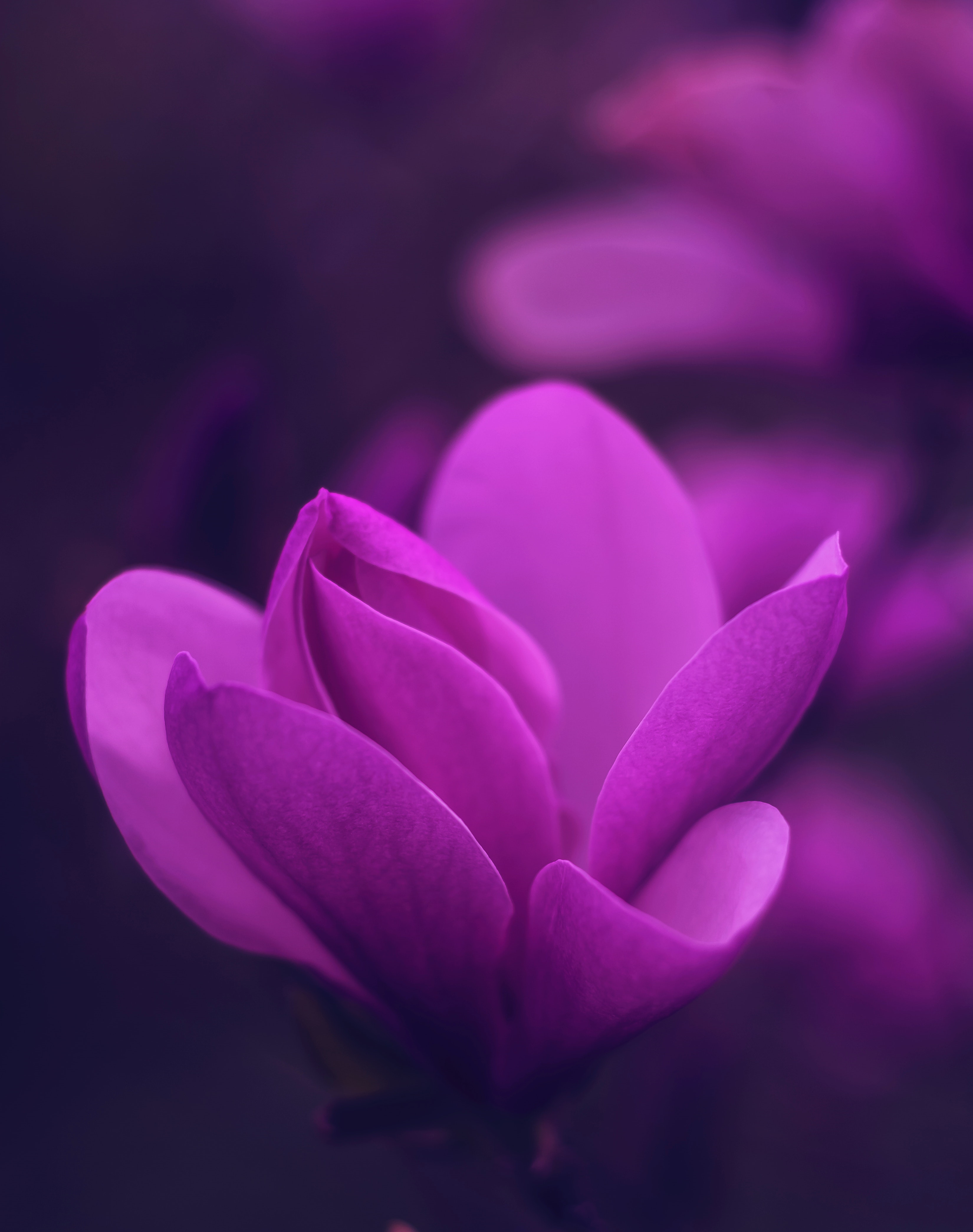 Close-up of a purple magnolia flower with bokeh background HD Phone Wallpaper