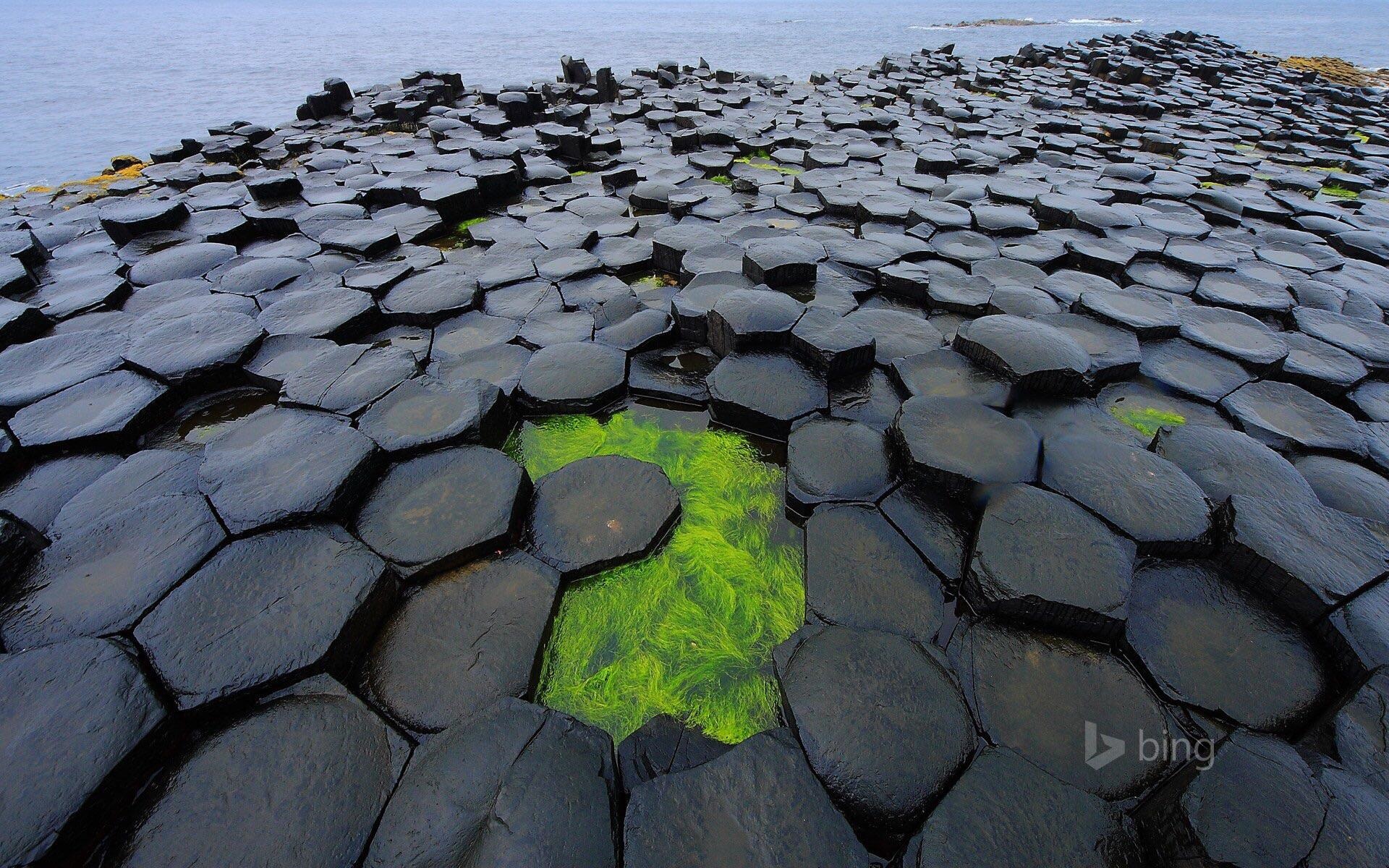Giants Causeway Basalt Columns with Green Algae HD Wallpaper