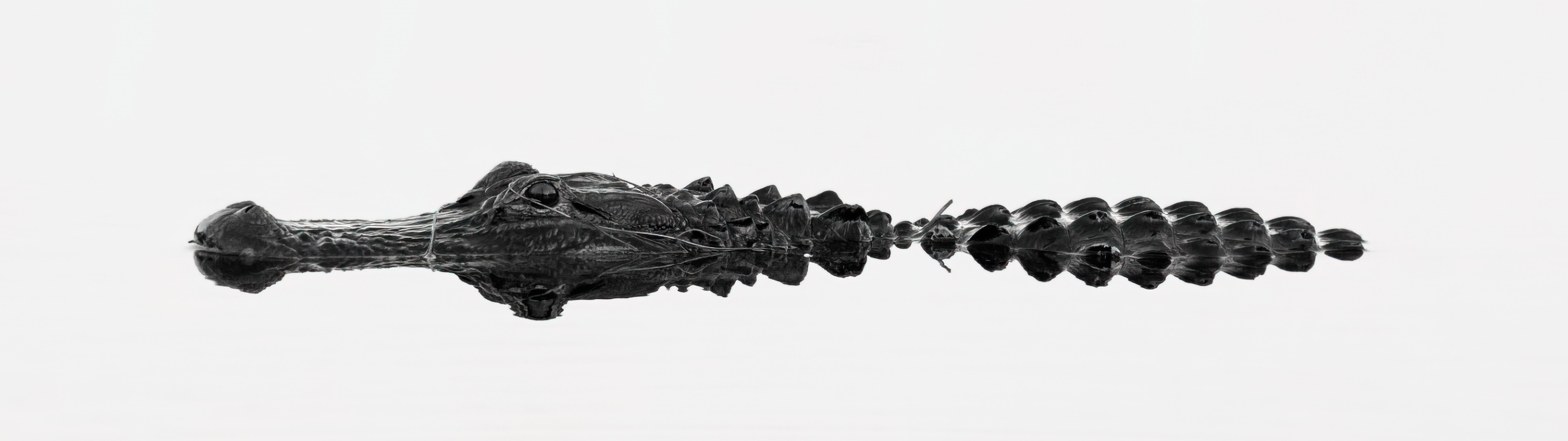 Monochrome alligator in water with white background HD Wallpaper
