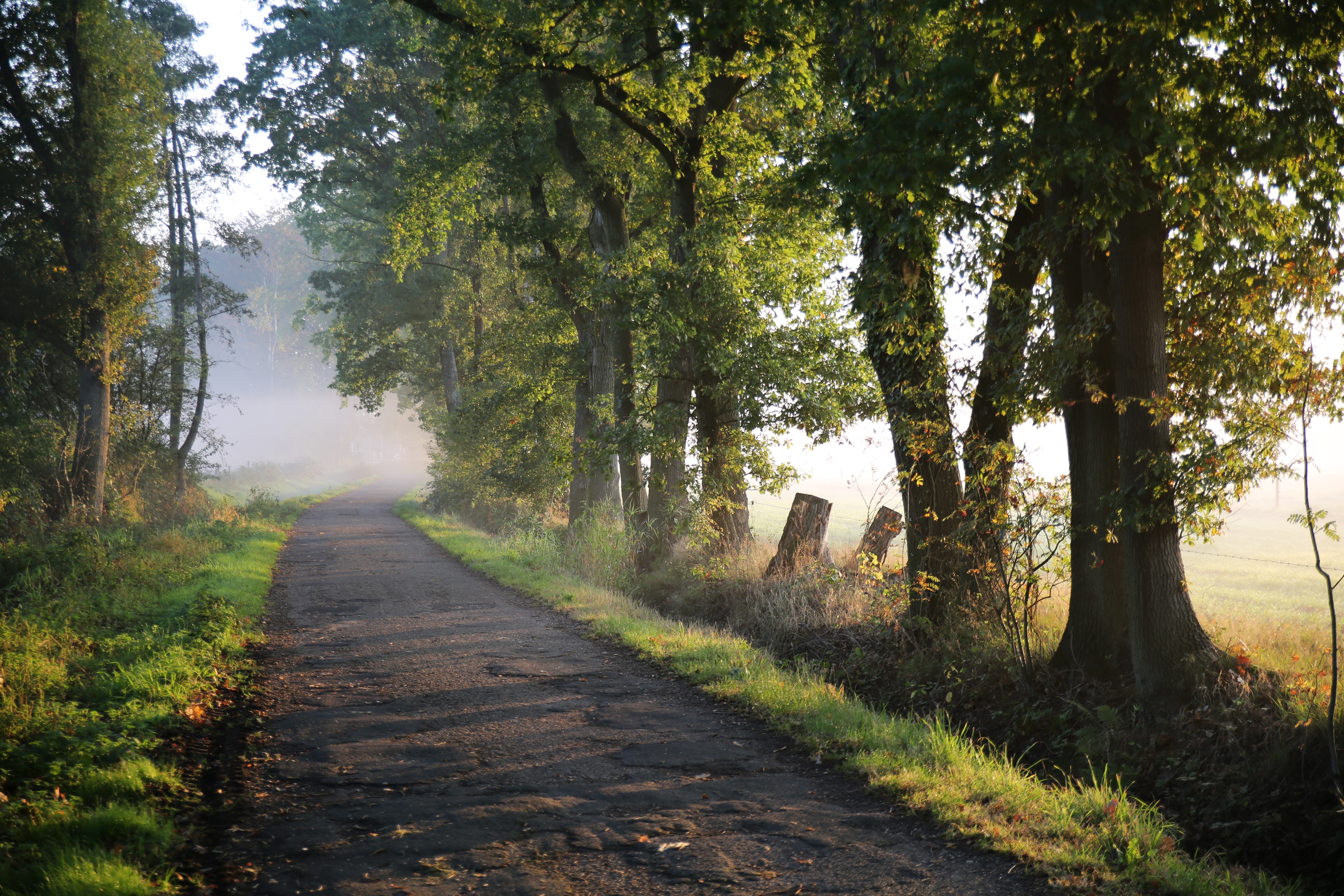 4K trees in morning mist on a country road HD Wallpaper
